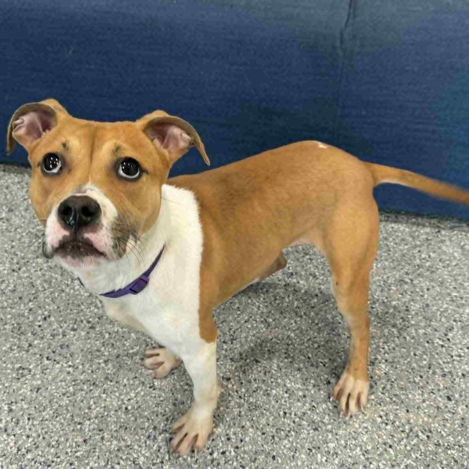 Enlarge Sadie, an adoptable mixed breed in Danbury, CT image 4/4