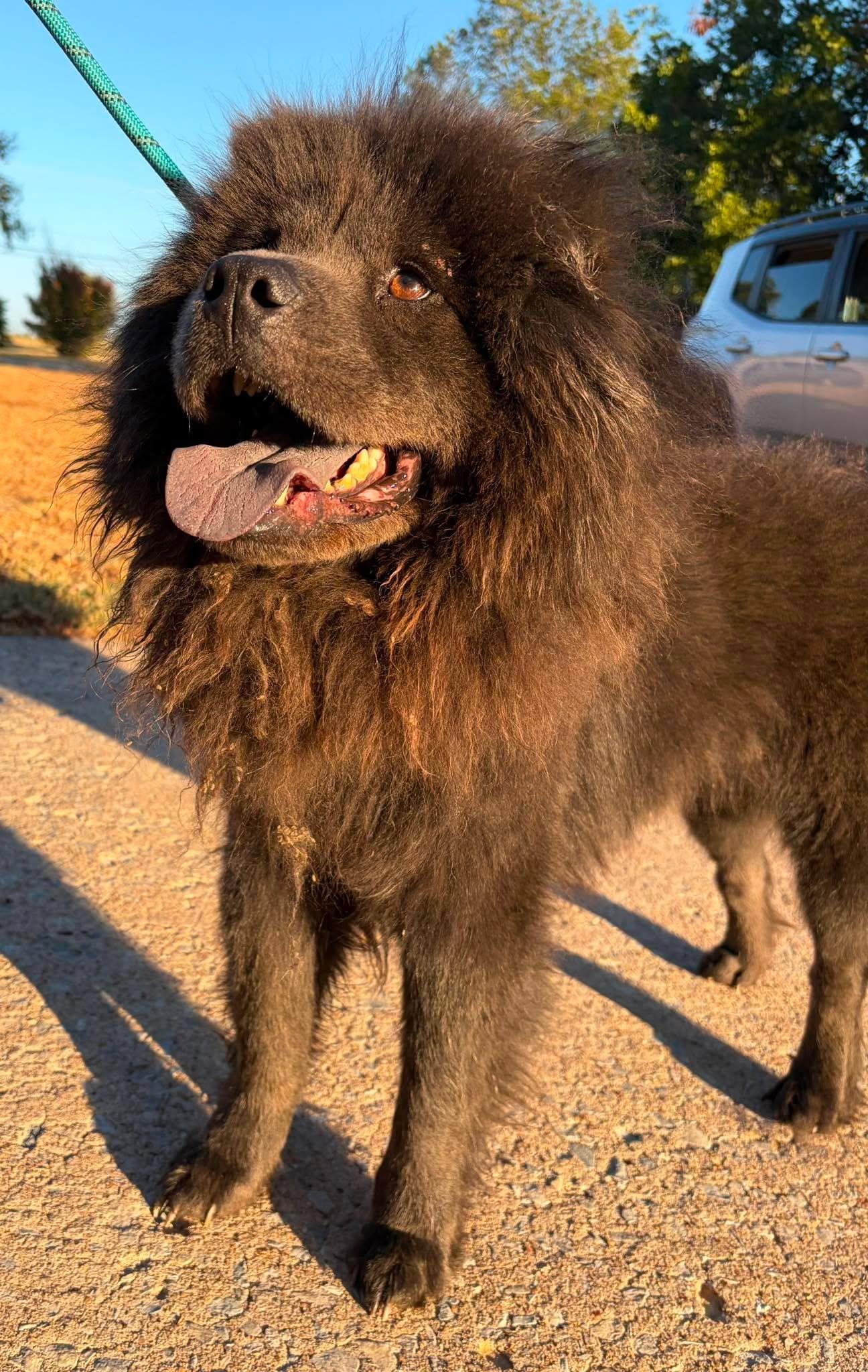 Kurt Chowbain, Adoptable, Adult Male Chow Chow.