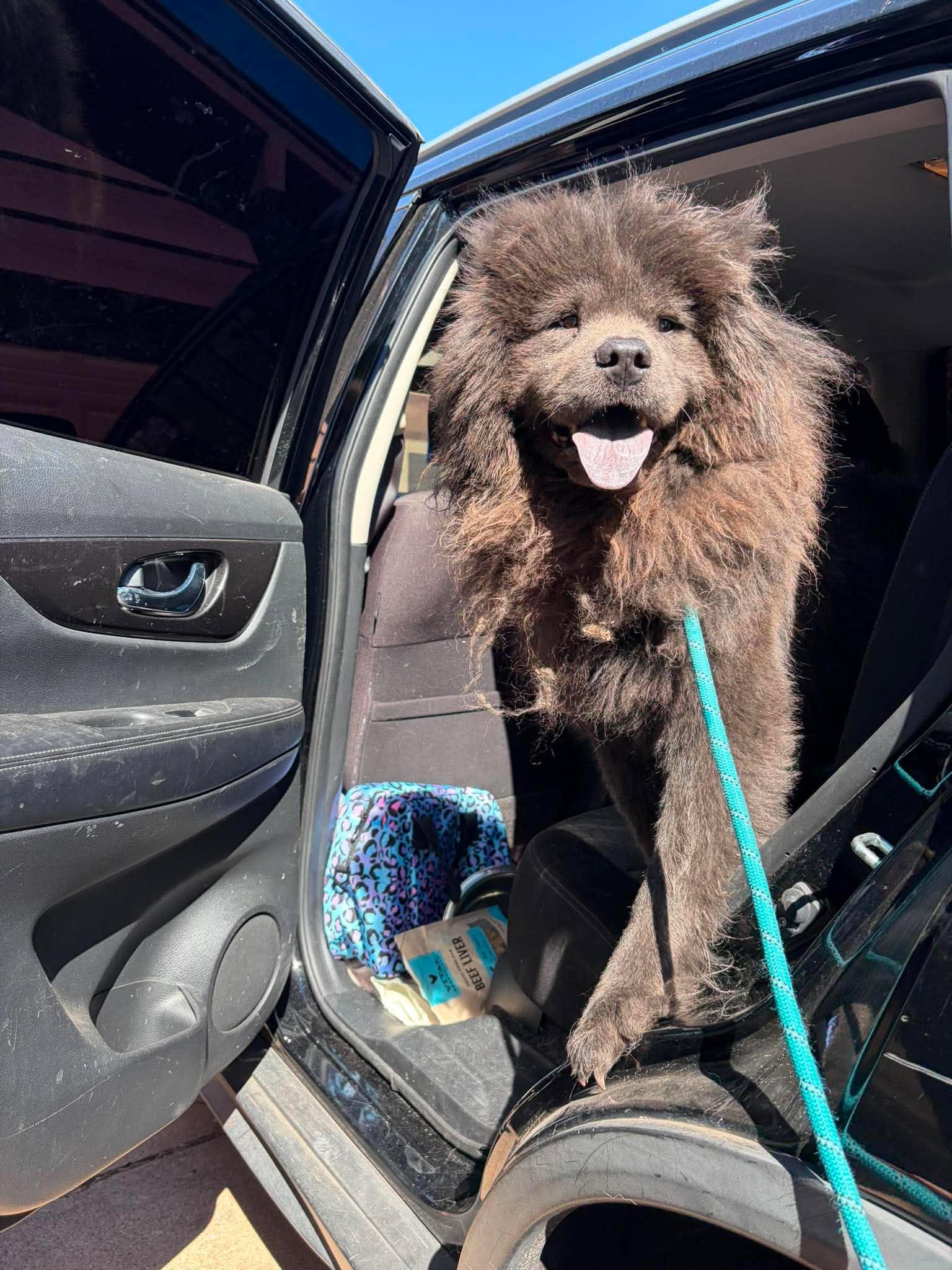 Enlarge Kurt Chowbain, a Adoptable Chow Chow in Houston, TX image 2/3