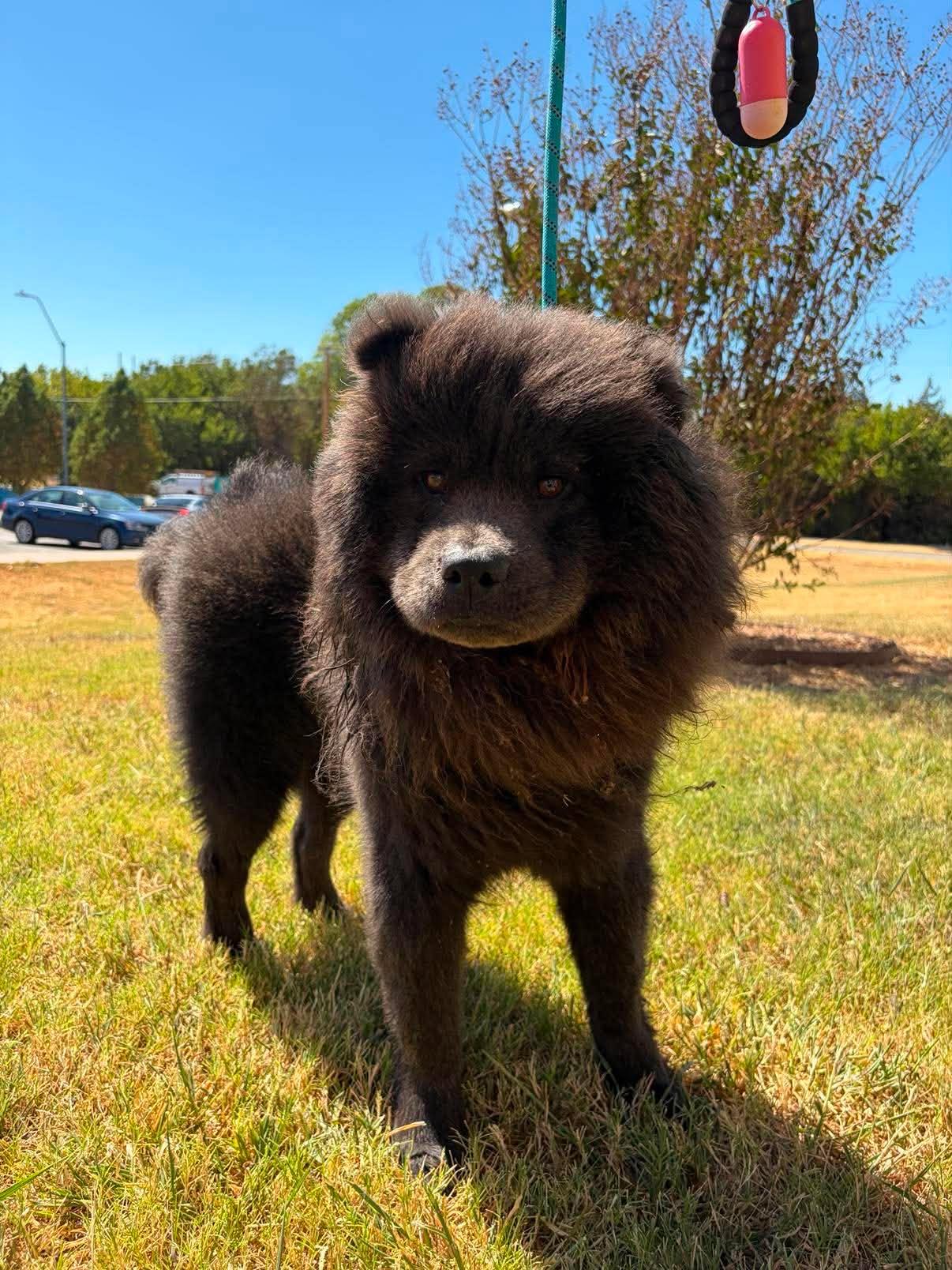 Enlarge Kurt Chowbain, a Adoptable Chow Chow in Houston, TX image 3/3