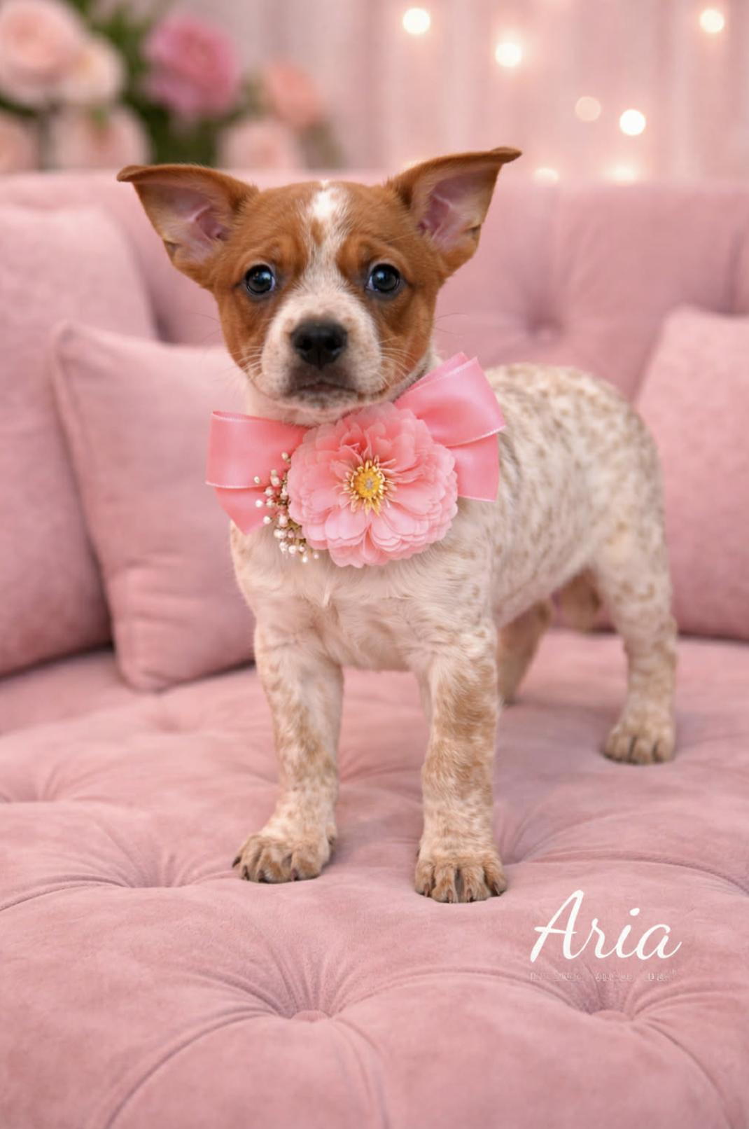 Aria — thumbnail 6