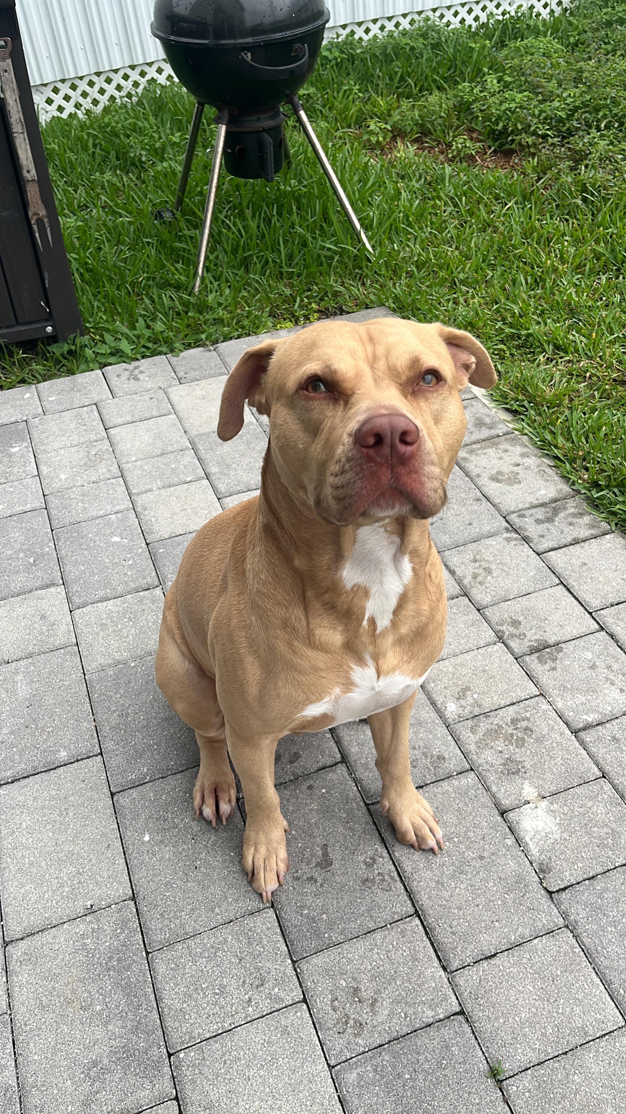 Enlarge Charlie, a Adoptable Pit Bull Terrier in cape coral, FL image 1/3