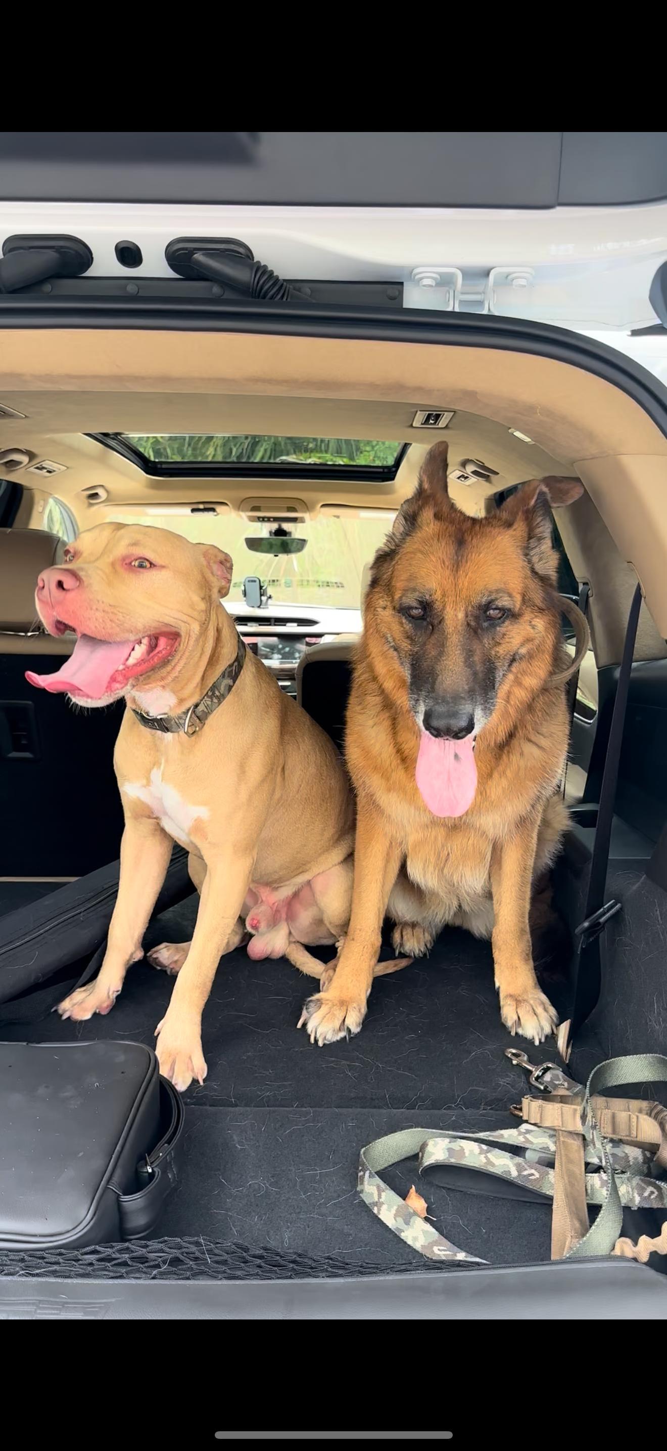 Enlarge Charlie, a Adoptable Pit Bull Terrier in cape coral, FL image 2/3