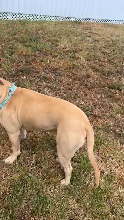 Enlarge Charlie, a Adoptable Pit Bull Terrier in cape coral, FL video 3/3