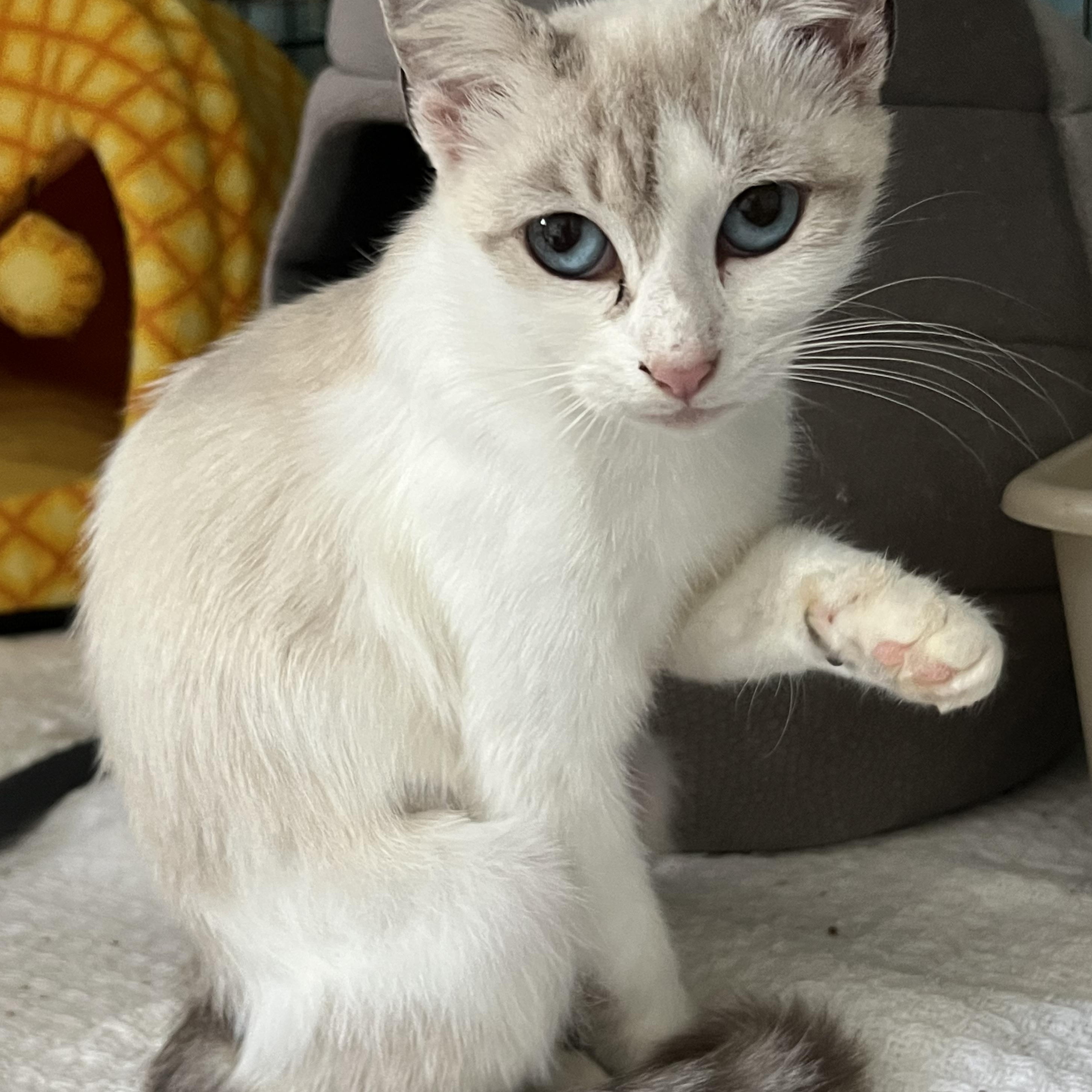 Penguin, Adopted, Young Female Domestic Short Hair & Siamese.