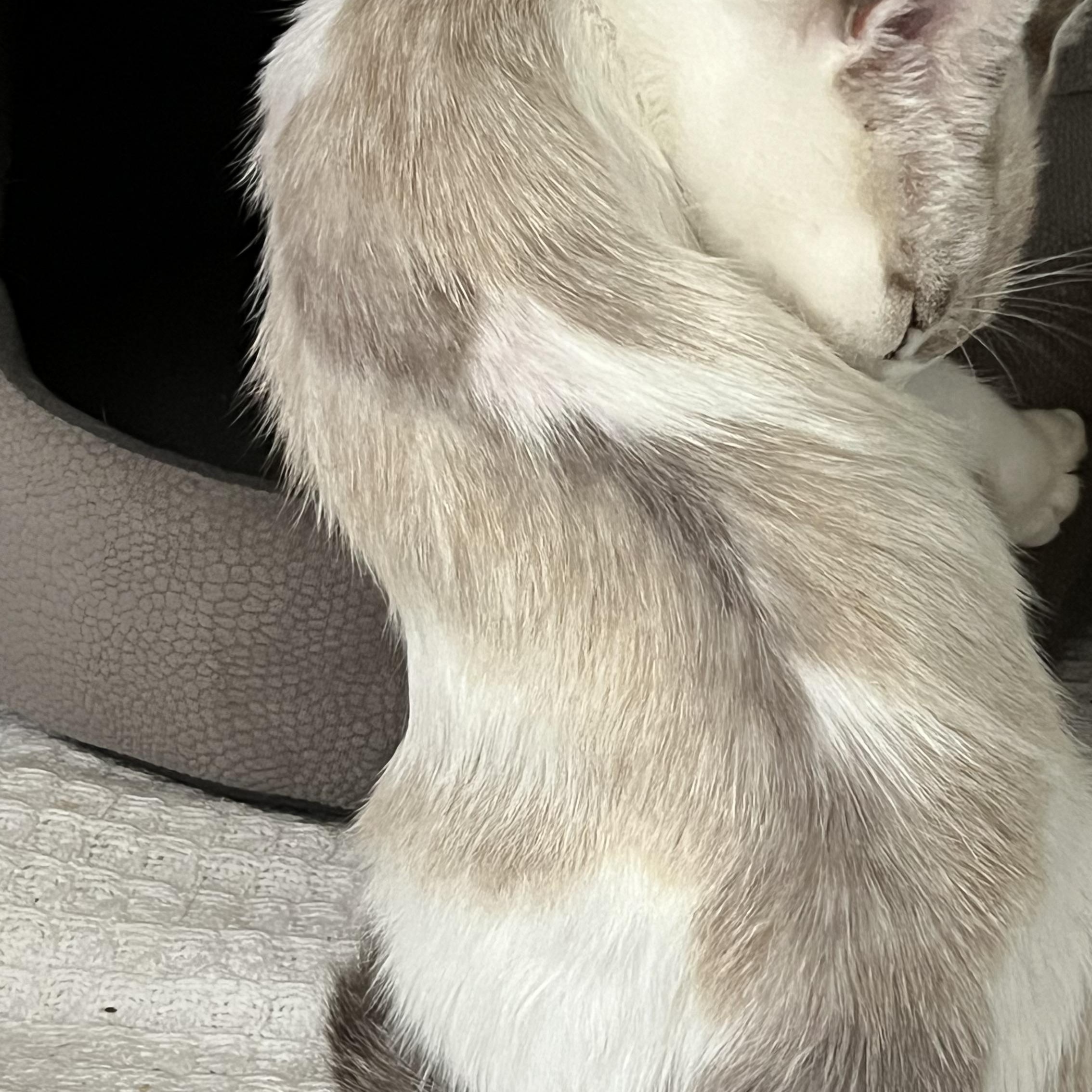 Penguin, Adopted, Young Female Domestic Short Hair & Siamese.