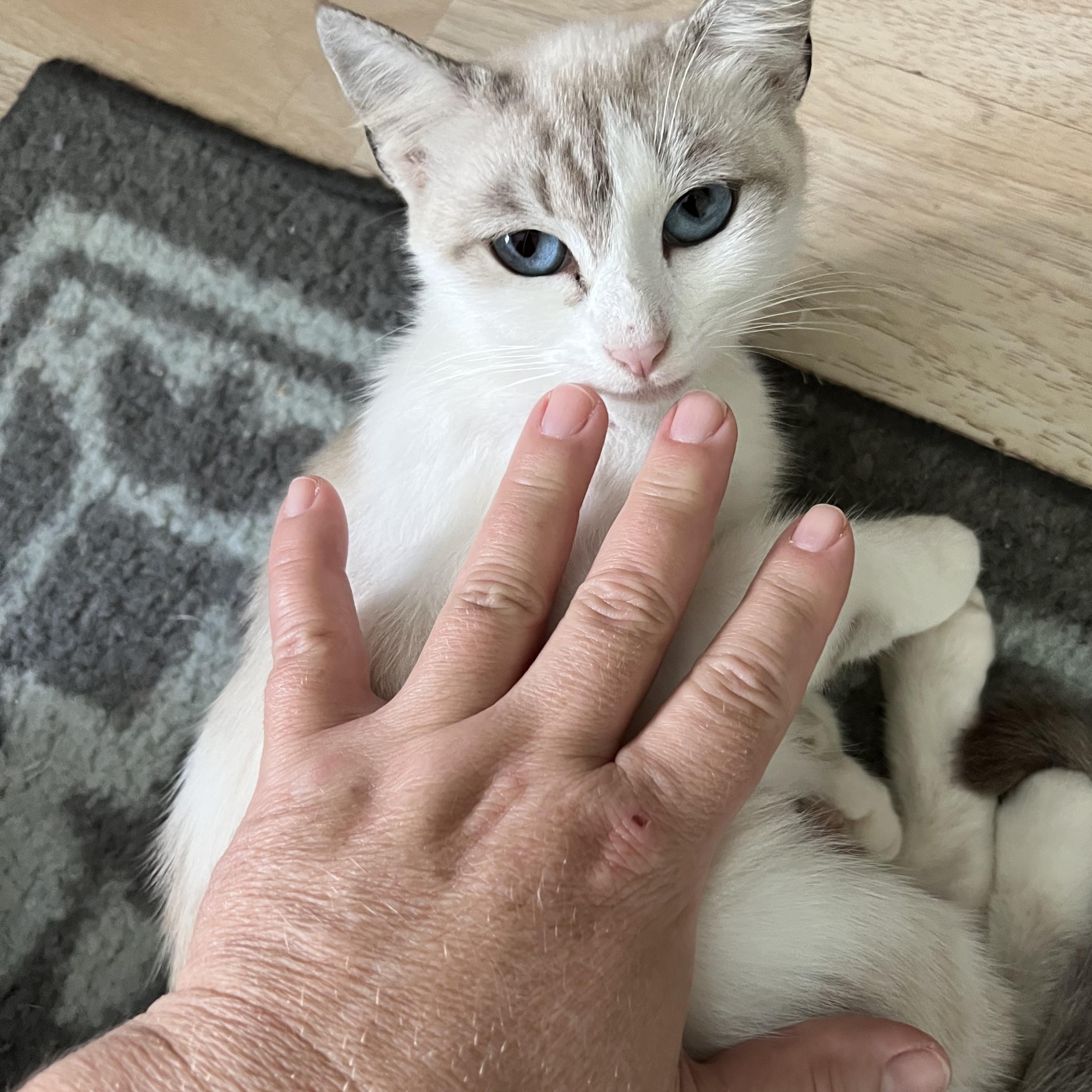 Enlarge Penguin, a Adopted mixed breed in Orlando, FL image 3/5