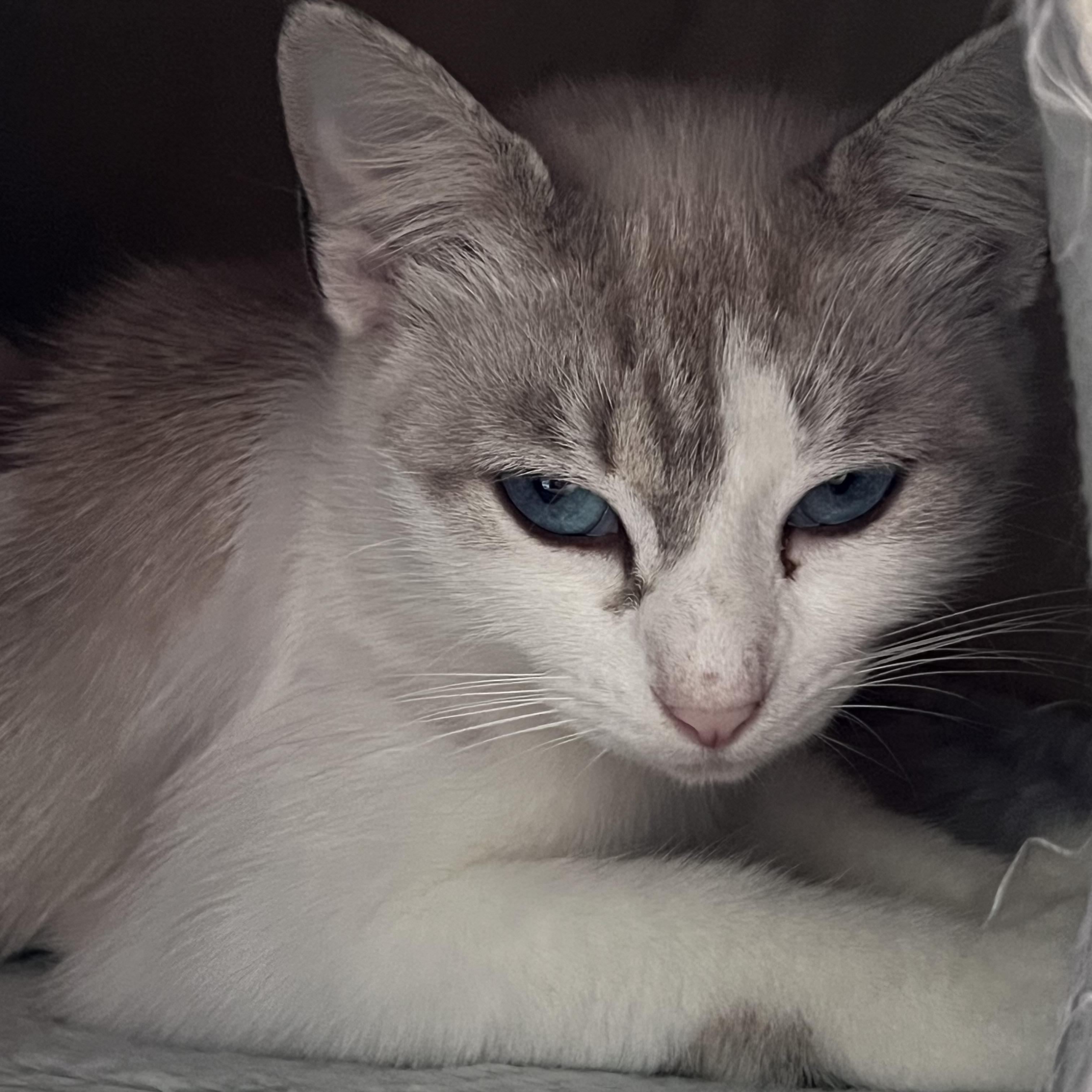 Enlarge Penguin, a Adopted mixed breed in Orlando, FL image 4/5