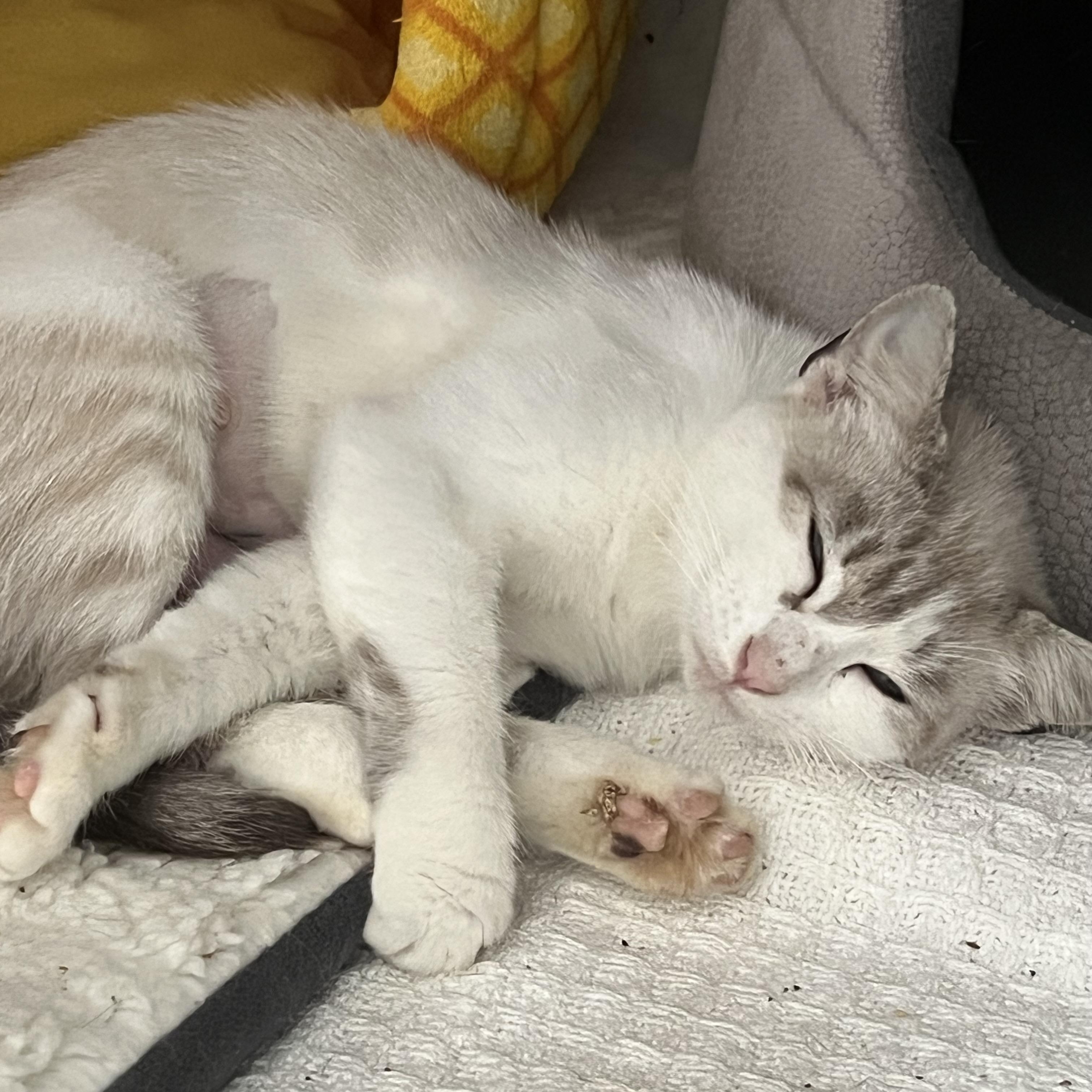 Enlarge Penguin, a Adopted mixed breed in Orlando, FL image 5/5