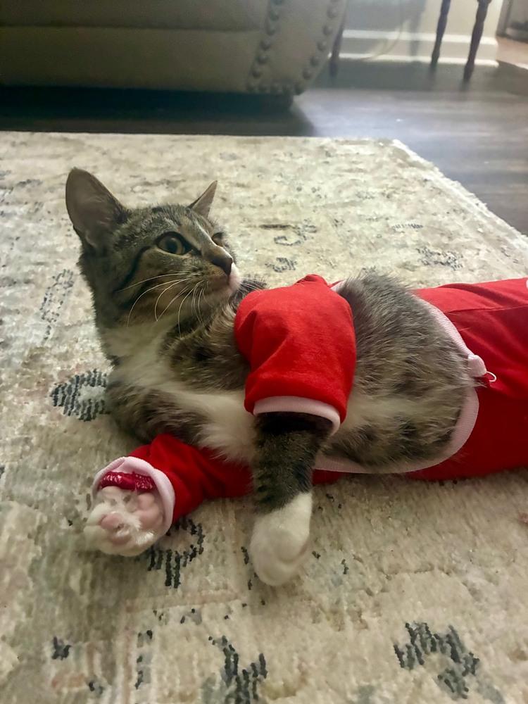 Enlarge Buckwheat, a Adoptable mixed breed in Wilmington, NC image 1/5