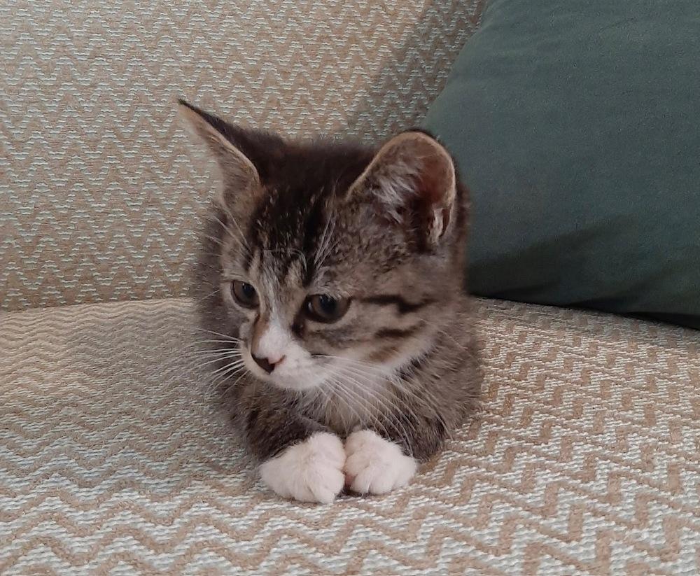 Buckwheat, Adoptable, Kitten Male Domestic Short Hair & Tabby.