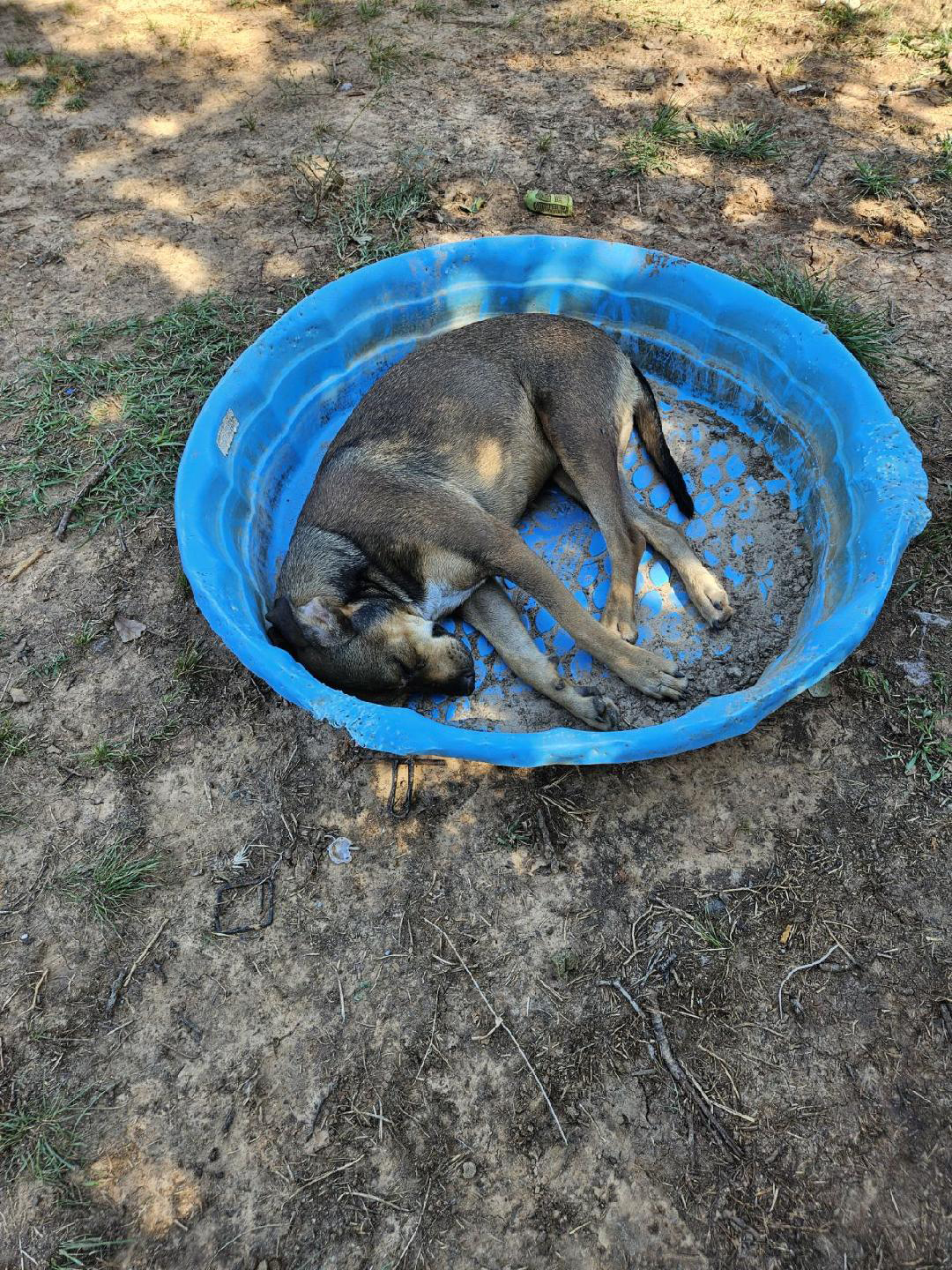 Cherry, Adoptable, Adult Female German Shepherd Dog.