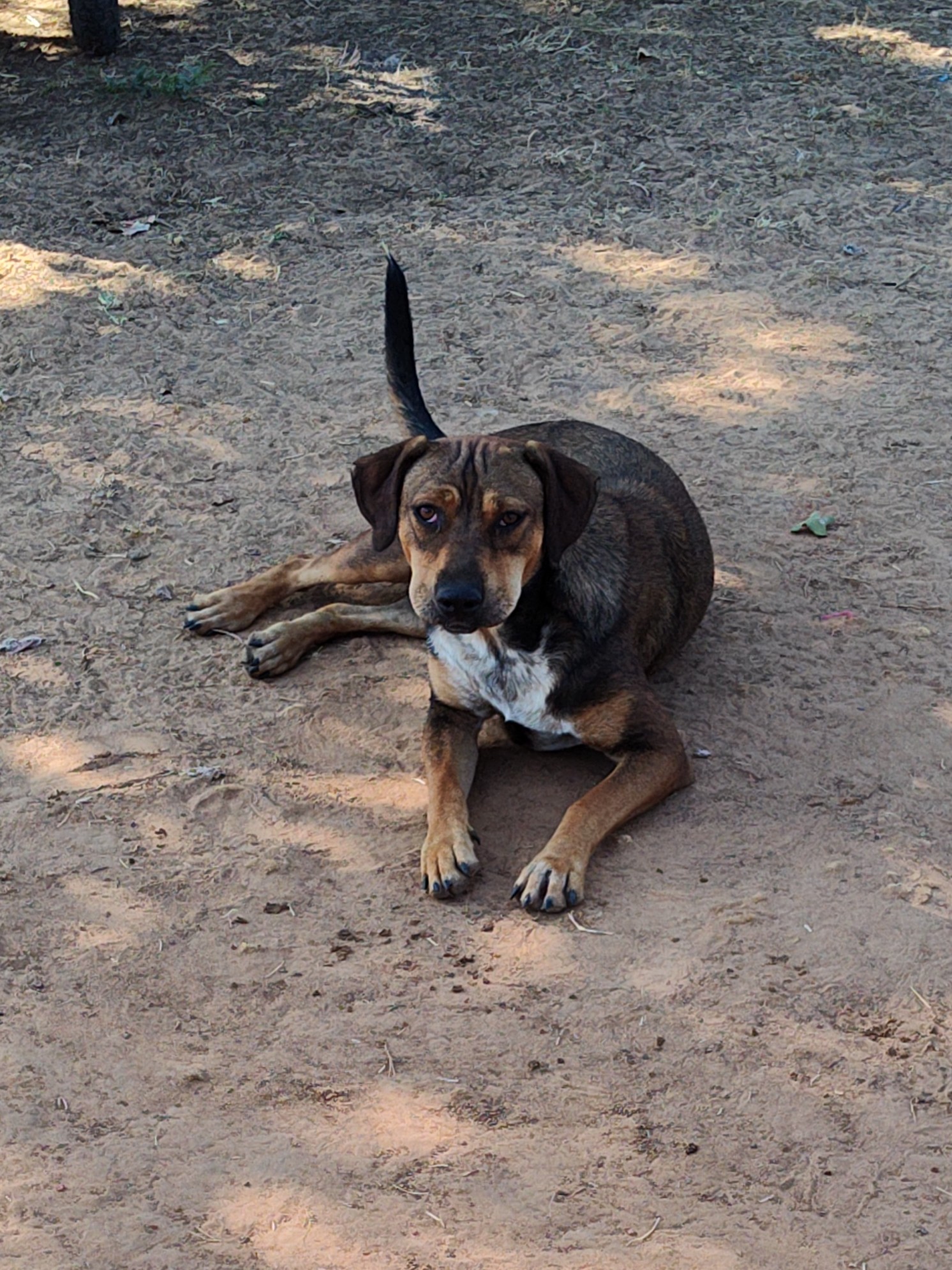 Enlarge Cherry, a Adoptable mixed breed in Paradise, TX image 2/3