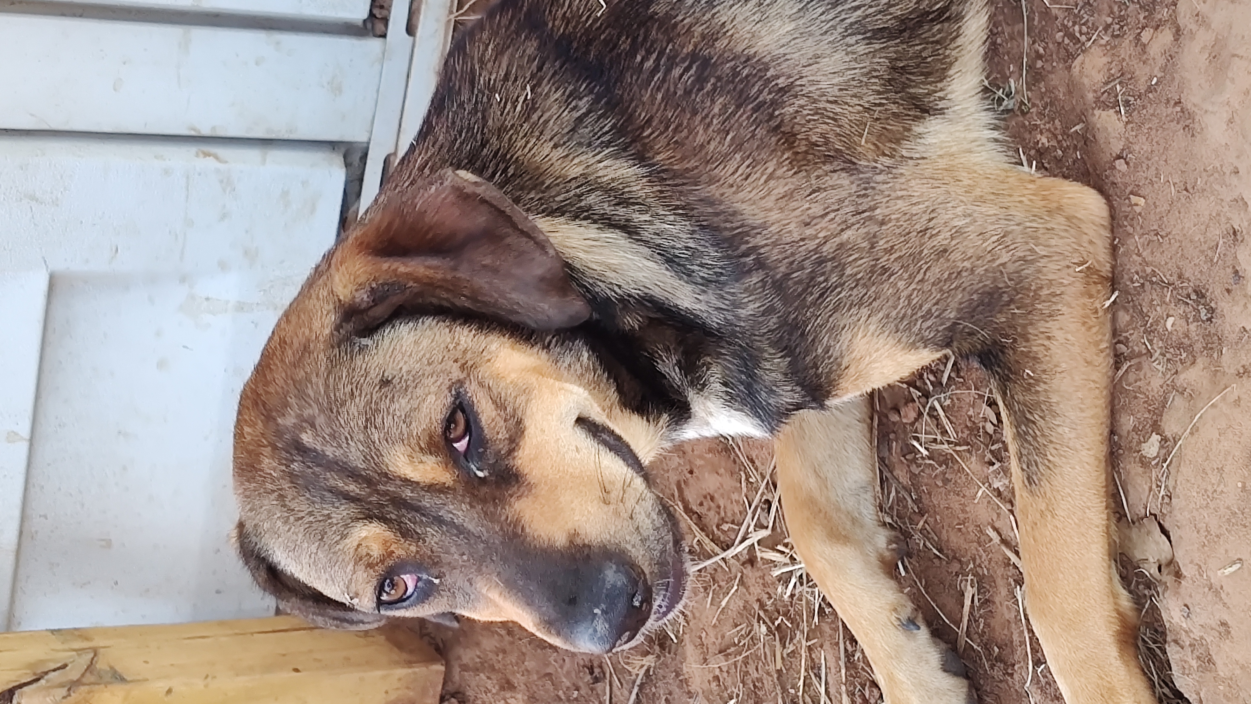 Enlarge Cherry, a Adoptable mixed breed in Paradise, TX image 3/3