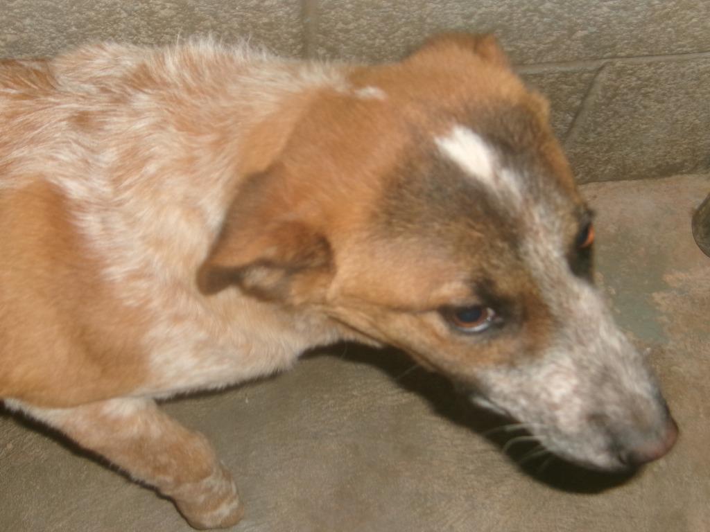 Willie, Adoptable, Young Male Cattle Dog.