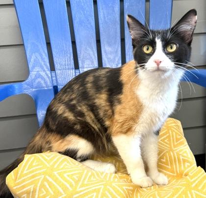 MONET, an adopted Domestic Medium Hair in Fernandina Beach, FL image 1/3