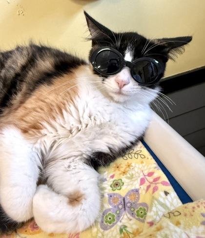 MONET, an adopted Domestic Medium Hair in Fernandina Beach, FL image 2/3