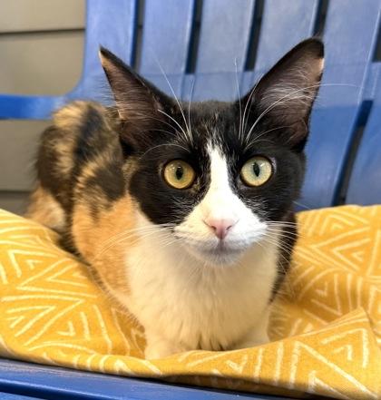 MONET, an adopted Domestic Medium Hair in Fernandina Beach, FL image 3/3