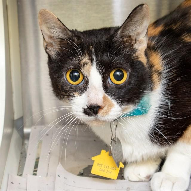 MEOWTH, Adoptable, Adult Female Domestic Short Hair.