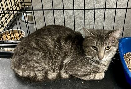 Trace Catkin — thumbnail 2