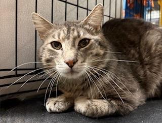 Trace Catkin — thumbnail 3