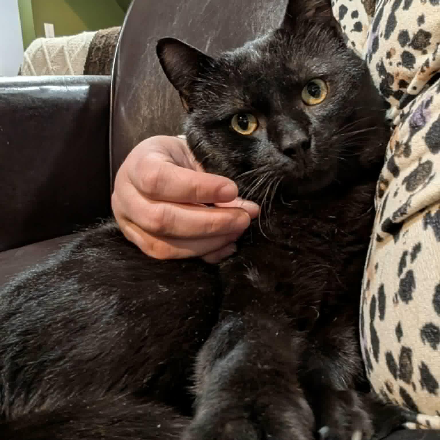 Enlarge Barnaby - A Loving Guy, a ADOPTABLE Domestic Short Hair in Hamilton, ON image 3/5