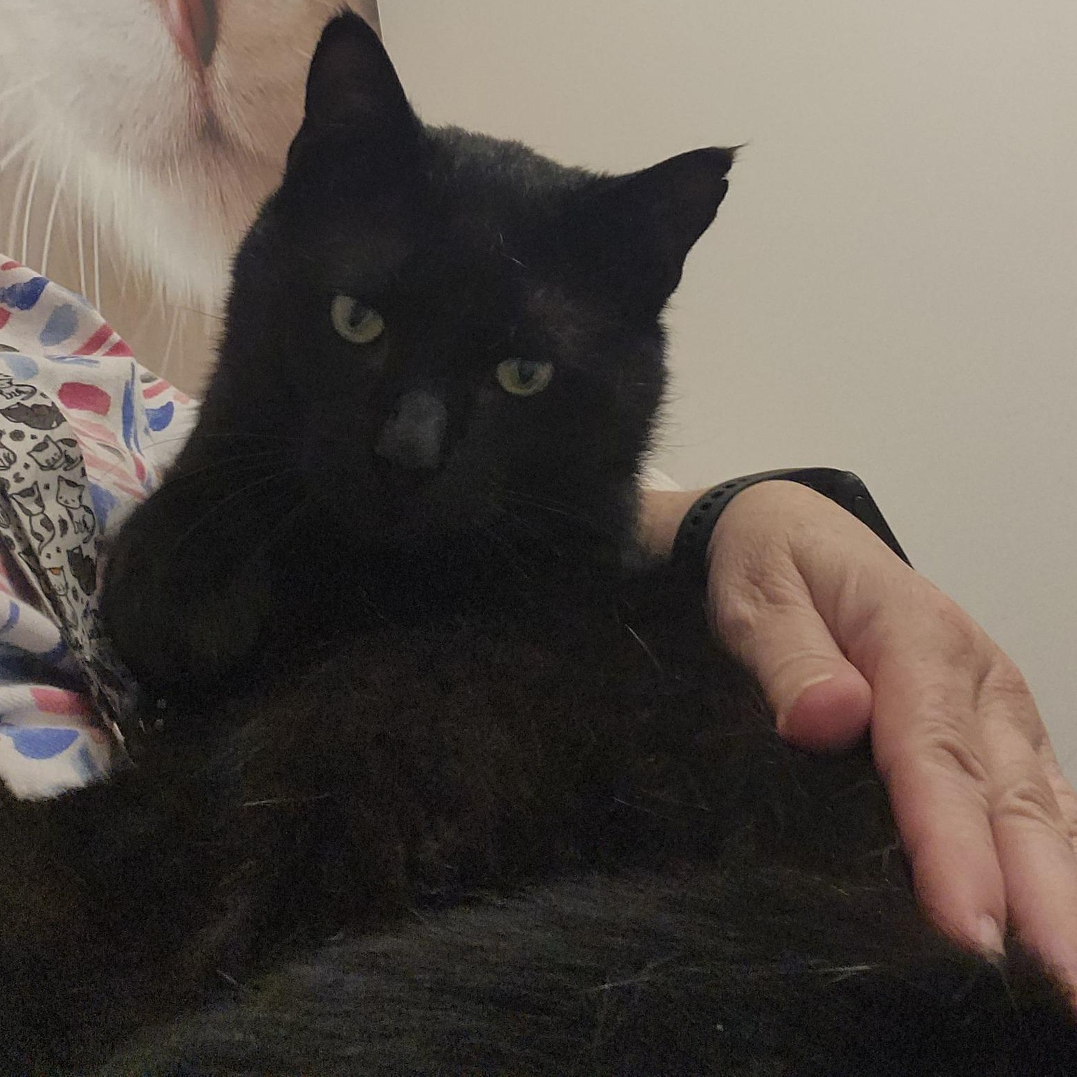 Barnaby - A Loving Guy, ADOPTABLE, Adult Male Domestic Short Hair.