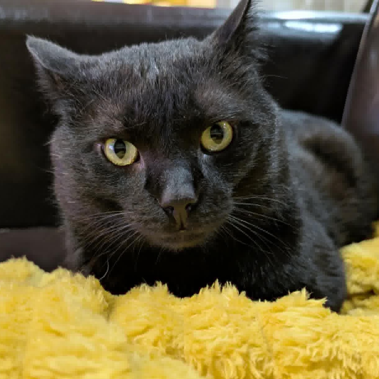 Enlarge Barnaby - A Loving Guy, a ADOPTABLE Domestic Short Hair in Hamilton, ON image 4/5