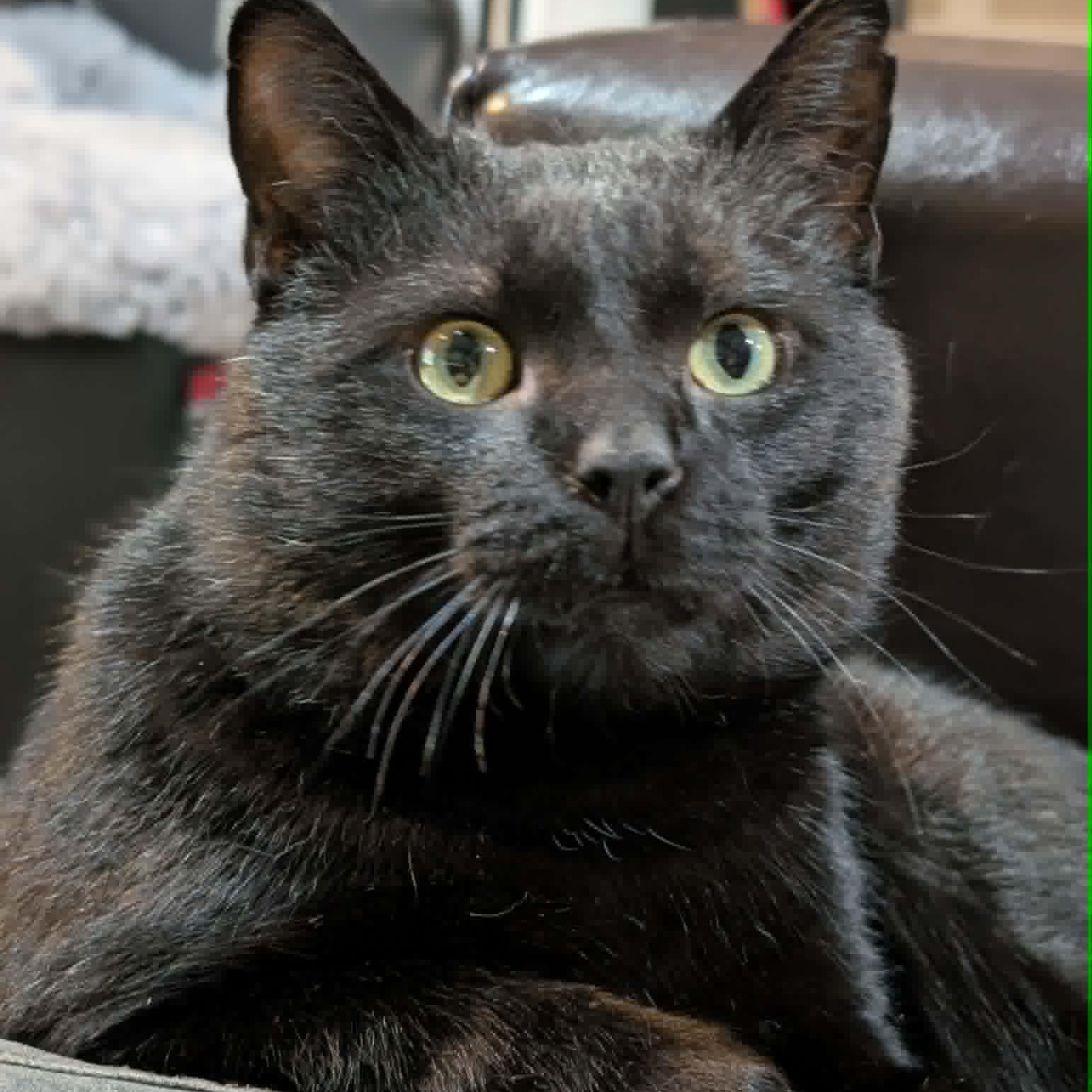 Enlarge Barnaby - A Loving Guy, a ADOPTABLE Domestic Short Hair in Hamilton, ON image 2/5