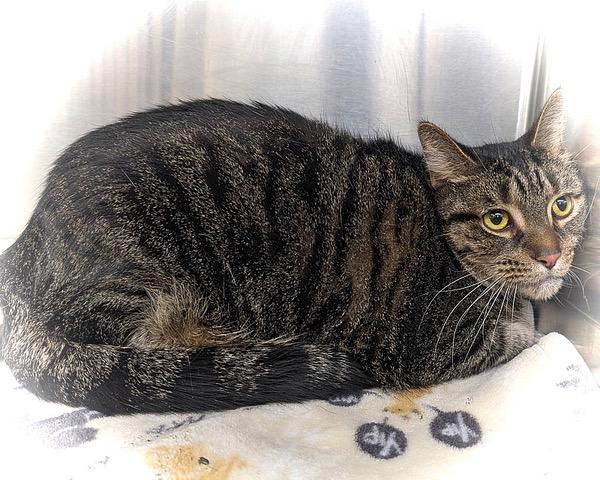 Enlarge Tulio = BIG, LOVING CAT!, a ADOPTABLE mixed breed in Warren, MI image 3/3