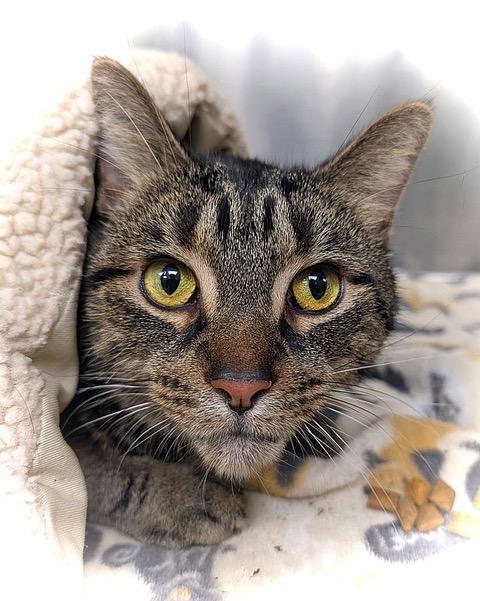 Enlarge Tulio = BIG, LOVING CAT!, a ADOPTABLE mixed breed in Warren, MI image 2/3