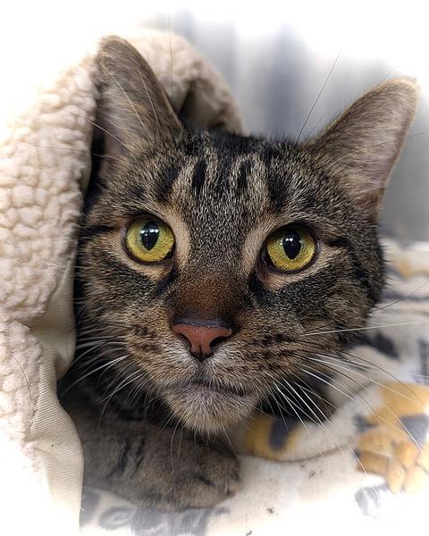 Tulio = BIG, LOVING CAT!, ADOPTABLE, Senior Male Tabby & Domestic Short Hair.