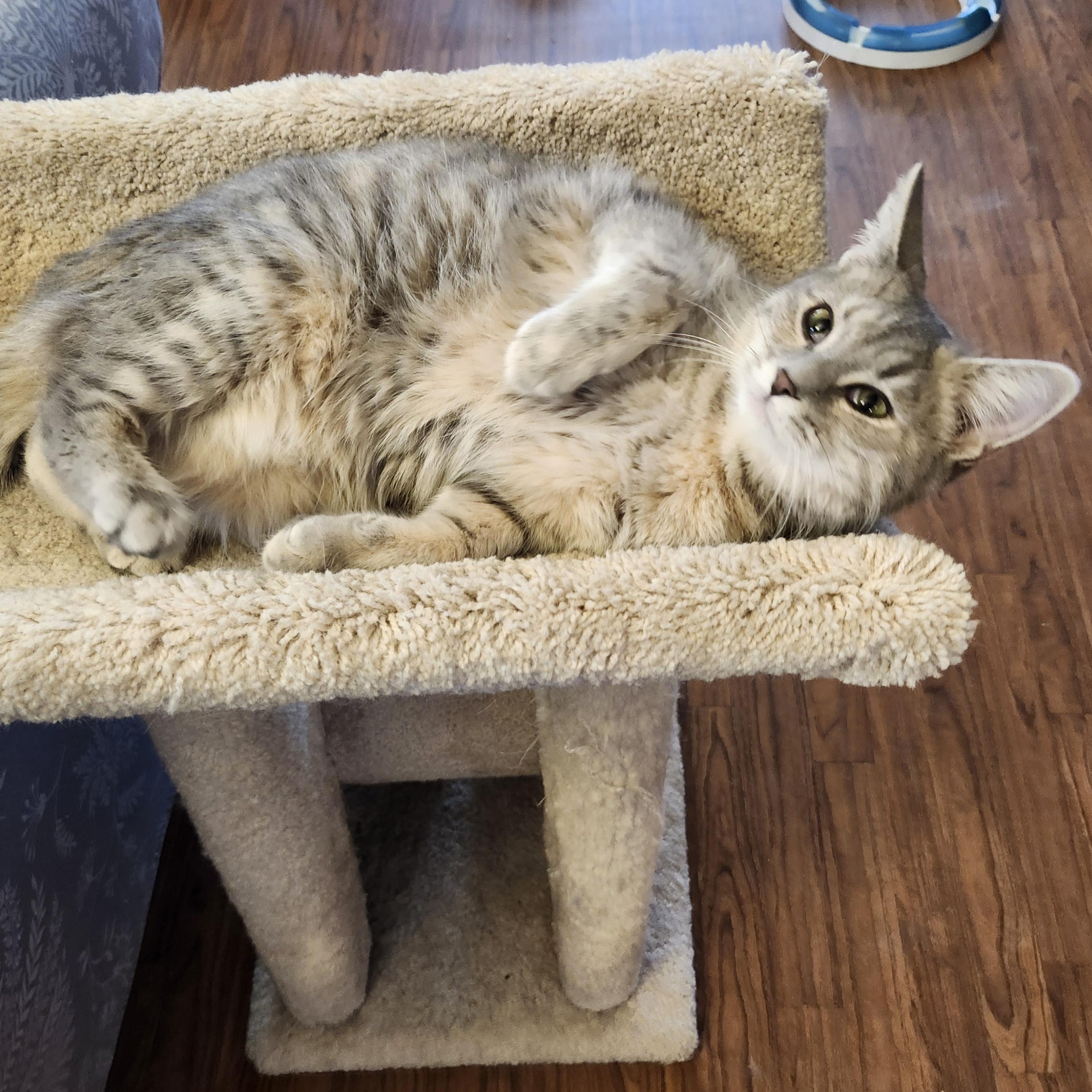 Enlarge Poppy, an adoptable mixed breed in Wild Rose, WI image 6/6