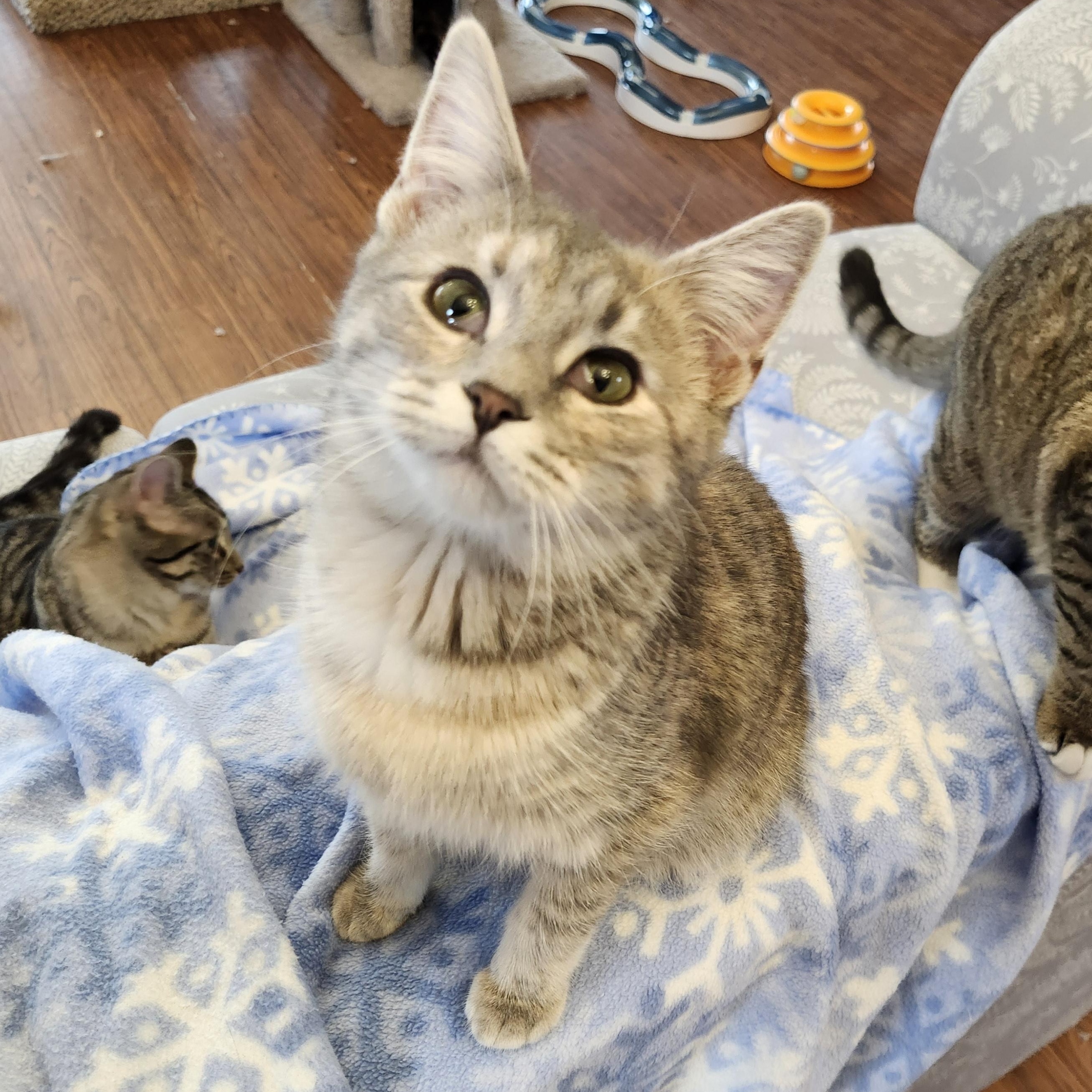 Enlarge Poppy, an adoptable mixed breed in Wild Rose, WI image 4/6