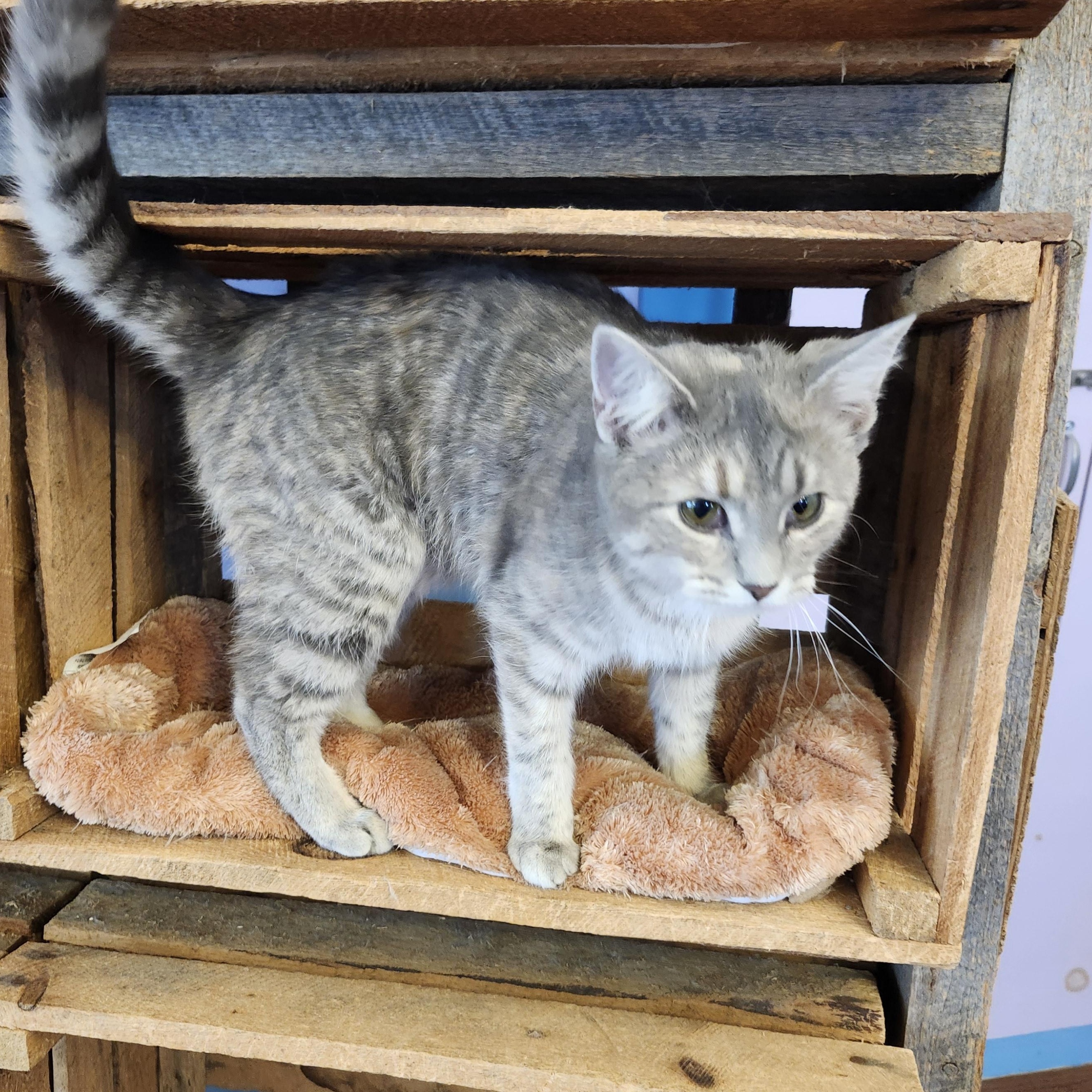 Enlarge Poppy, an adoptable mixed breed in Wild Rose, WI image 5/6