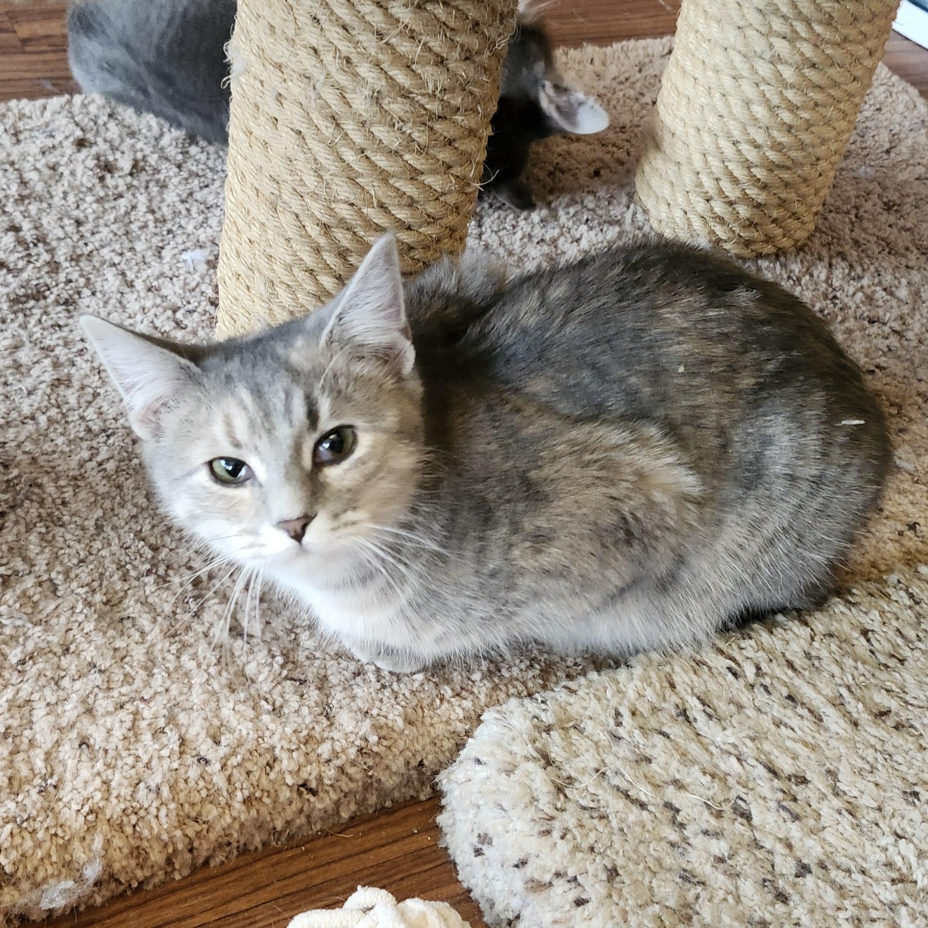 Poppy, adoptable, Kitten Female Dilute Tortoiseshell.