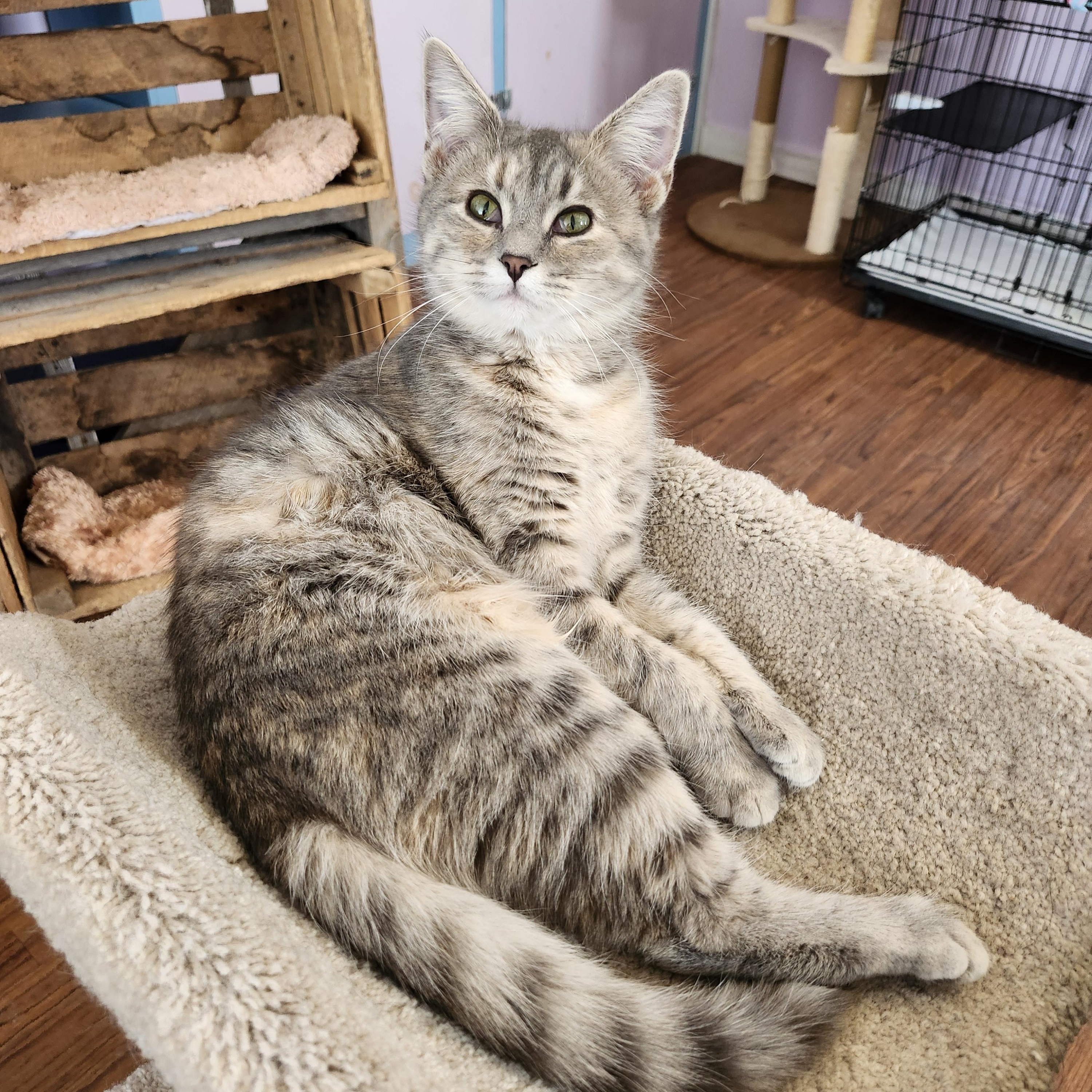 Enlarge Poppy, an adoptable mixed breed in Wild Rose, WI image 3/6