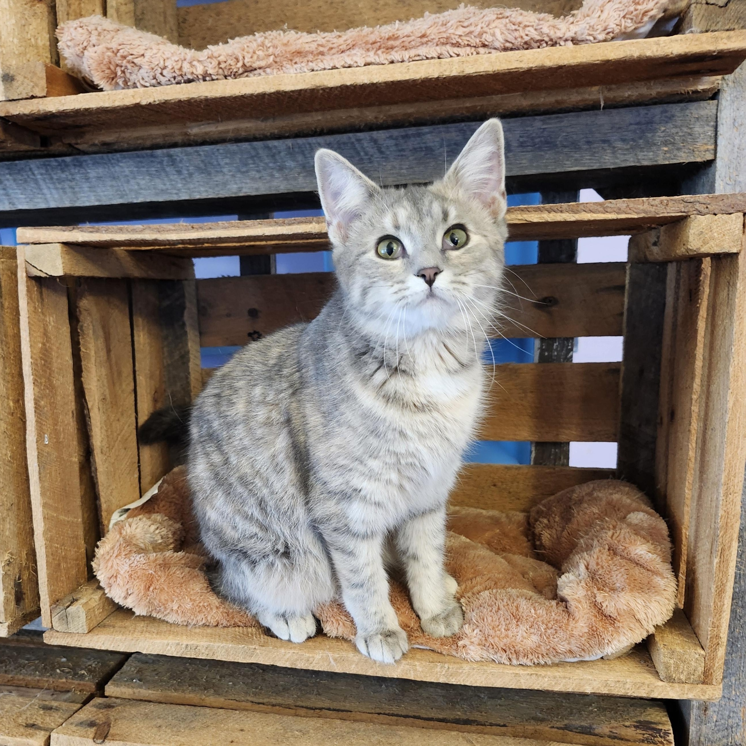 Enlarge Poppy, an adoptable mixed breed in Wild Rose, WI image 2/6