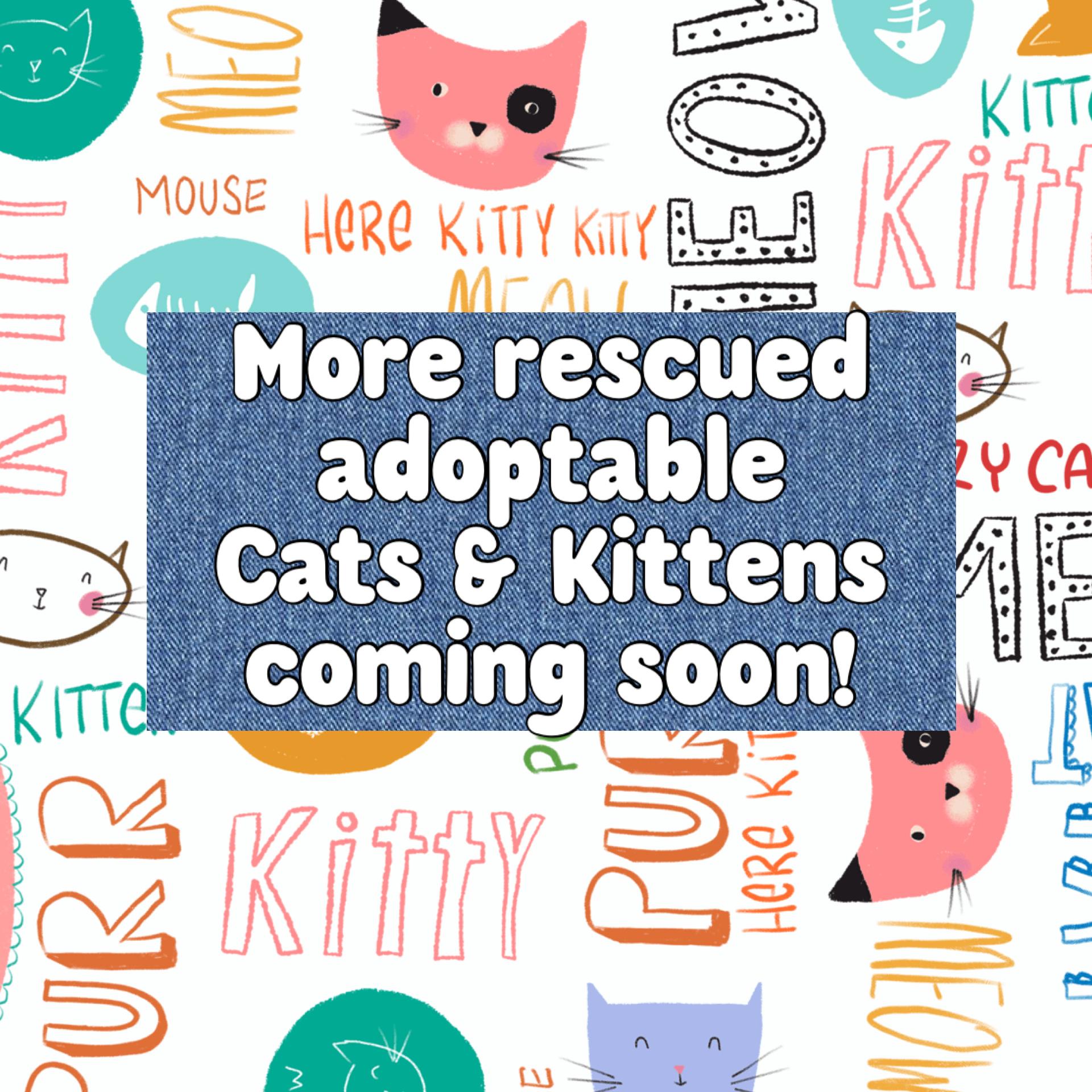 Enlarge Cats & Kittens coming soon!, an adoptable Domestic Short Hair in Blanch, NC image 1/1