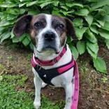 Leigh, Adult Female Boston Terrier