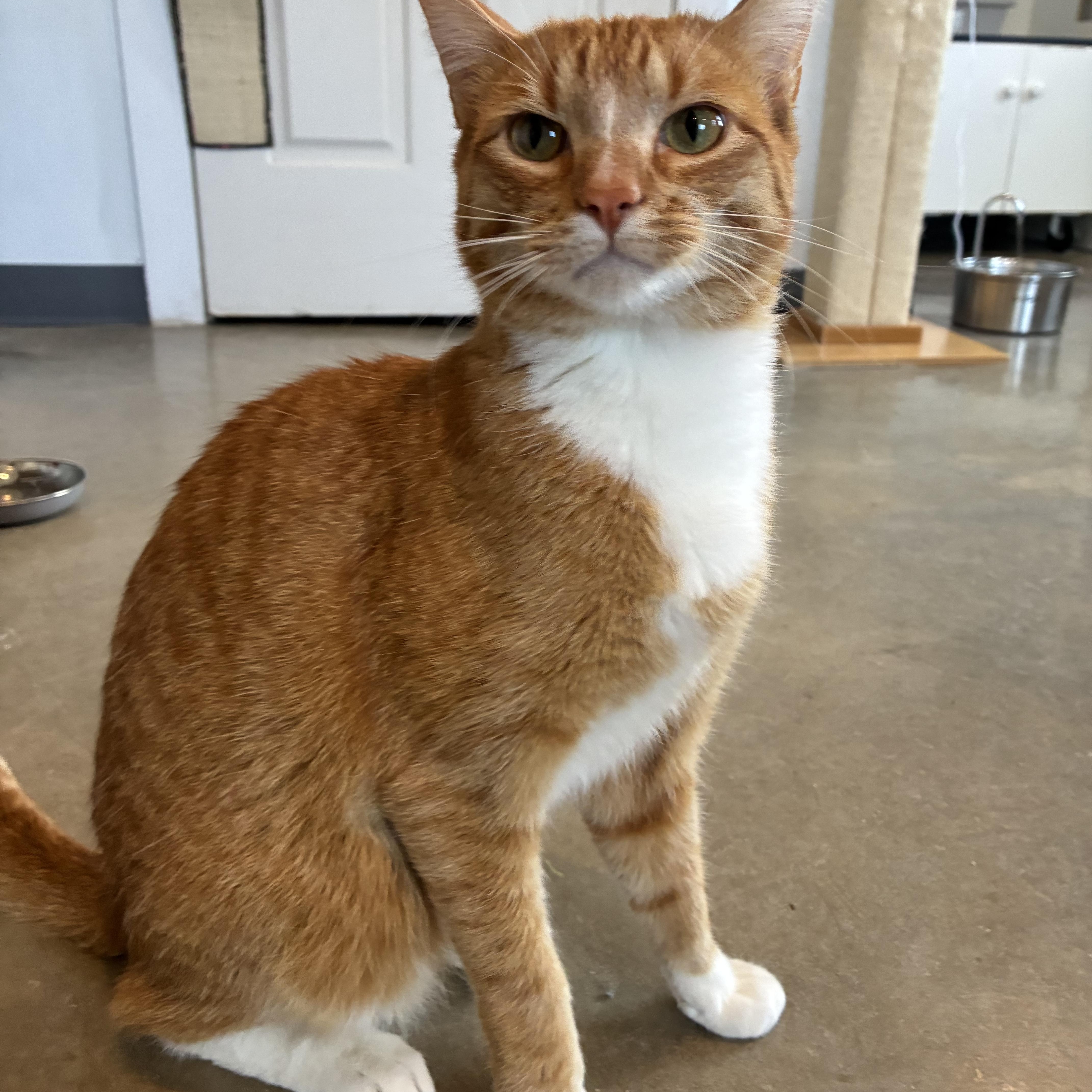 Enlarge Haytham, a ADOPTABLE Tabby in Bonners Ferry, ID image 1/4