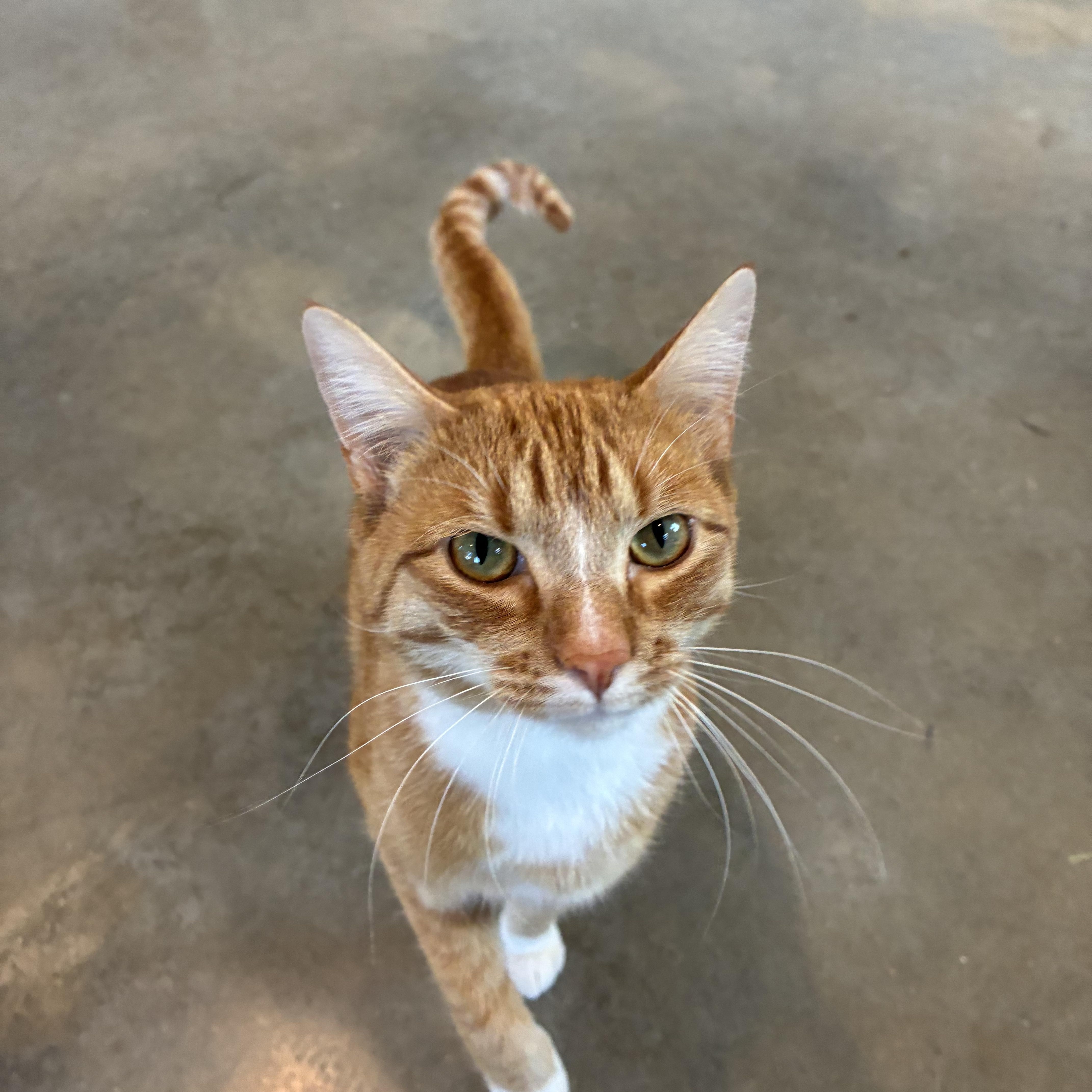 Enlarge Haytham, a ADOPTABLE Tabby in Bonners Ferry, ID image 2/4
