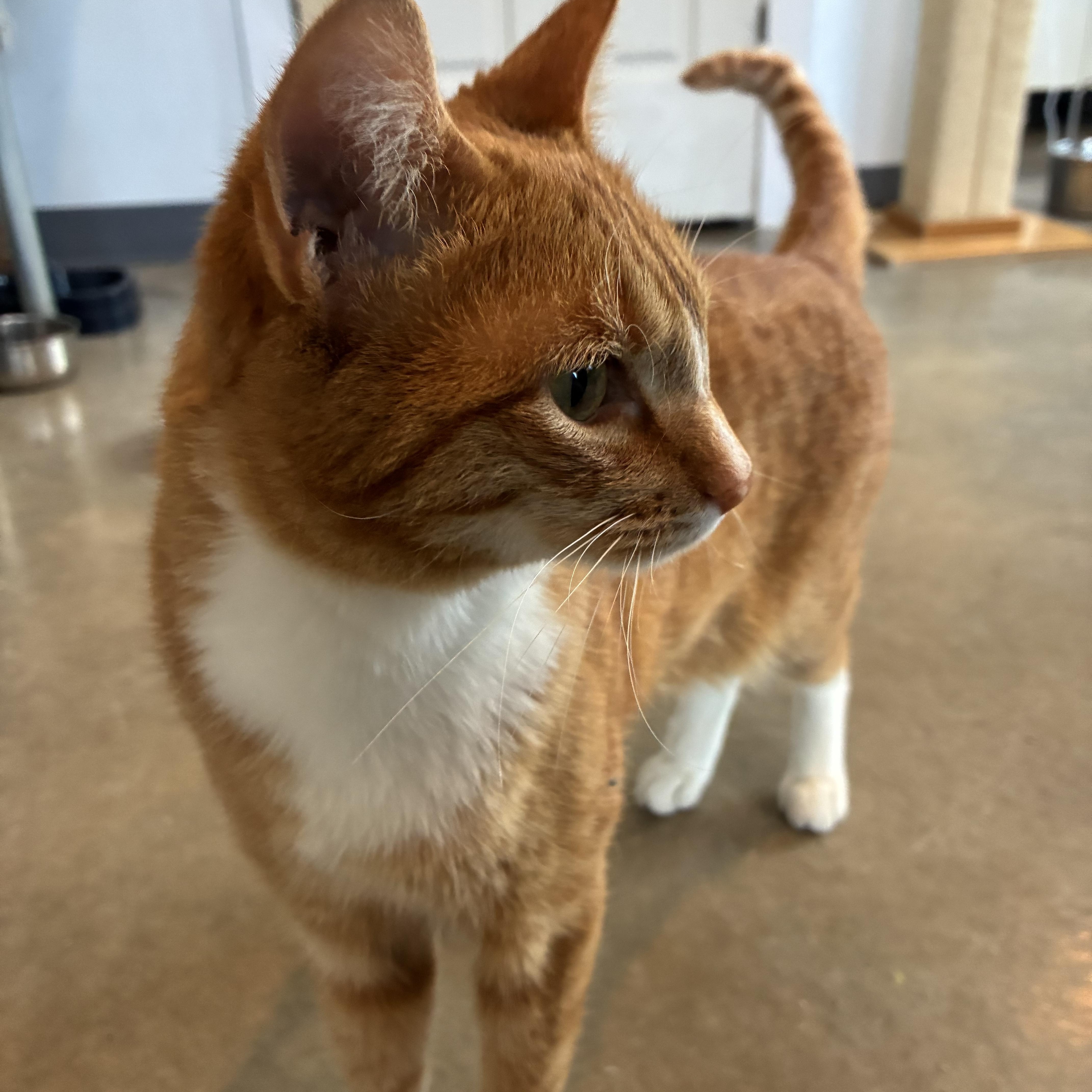 Enlarge Haytham, a ADOPTABLE Tabby in Bonners Ferry, ID image 4/4