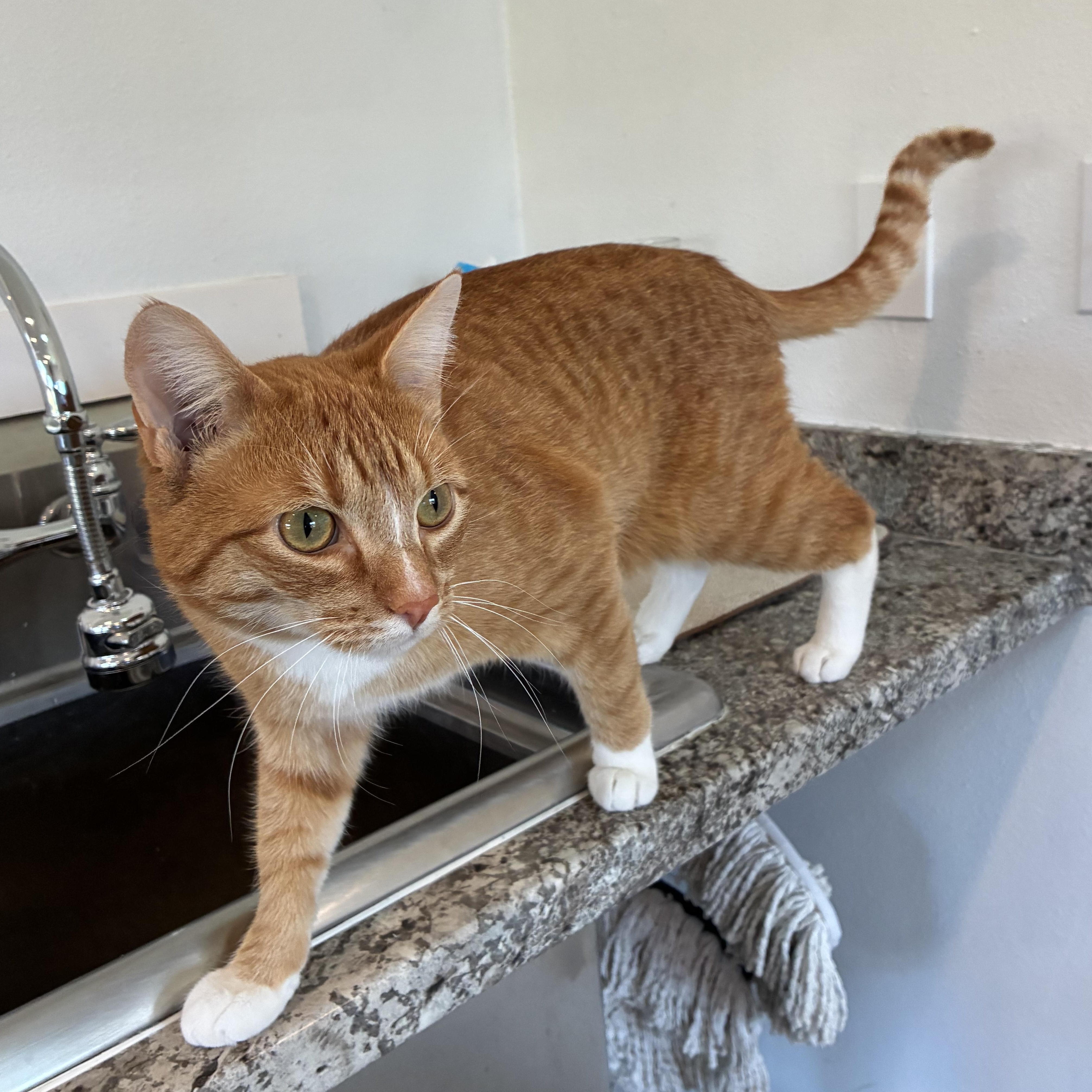 Enlarge Haytham, a ADOPTABLE Tabby in Bonners Ferry, ID image 3/4