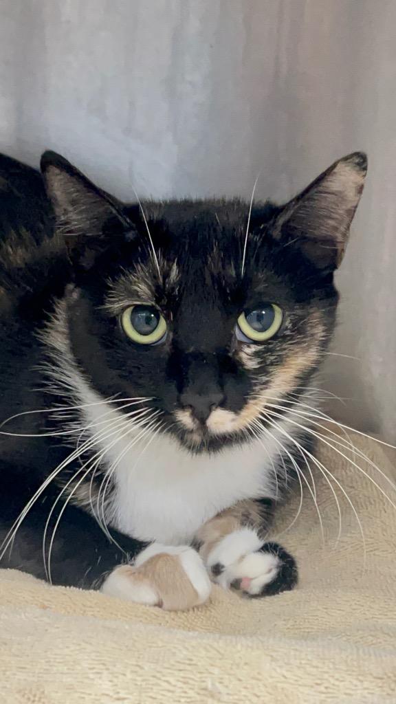 Enlarge Olive, a Adoptable mixed breed in Rome, GA image 1/2