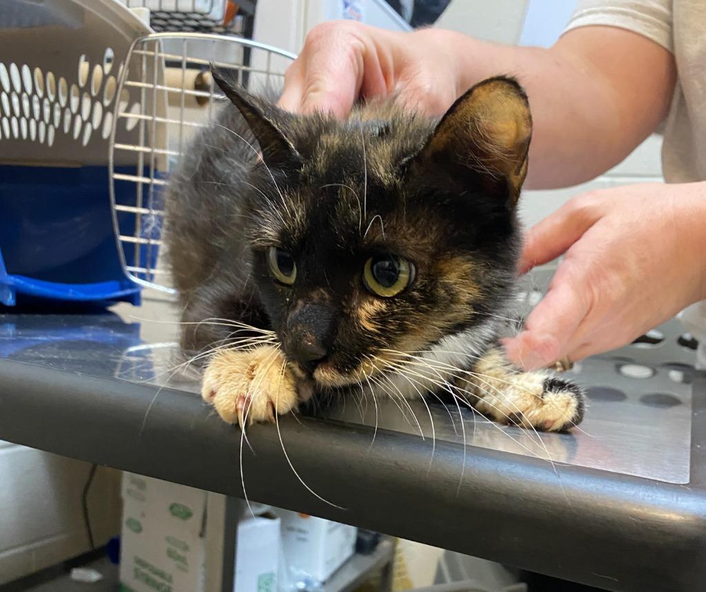 Enlarge Olive, a Adoptable mixed breed in Rome, GA image 2/2