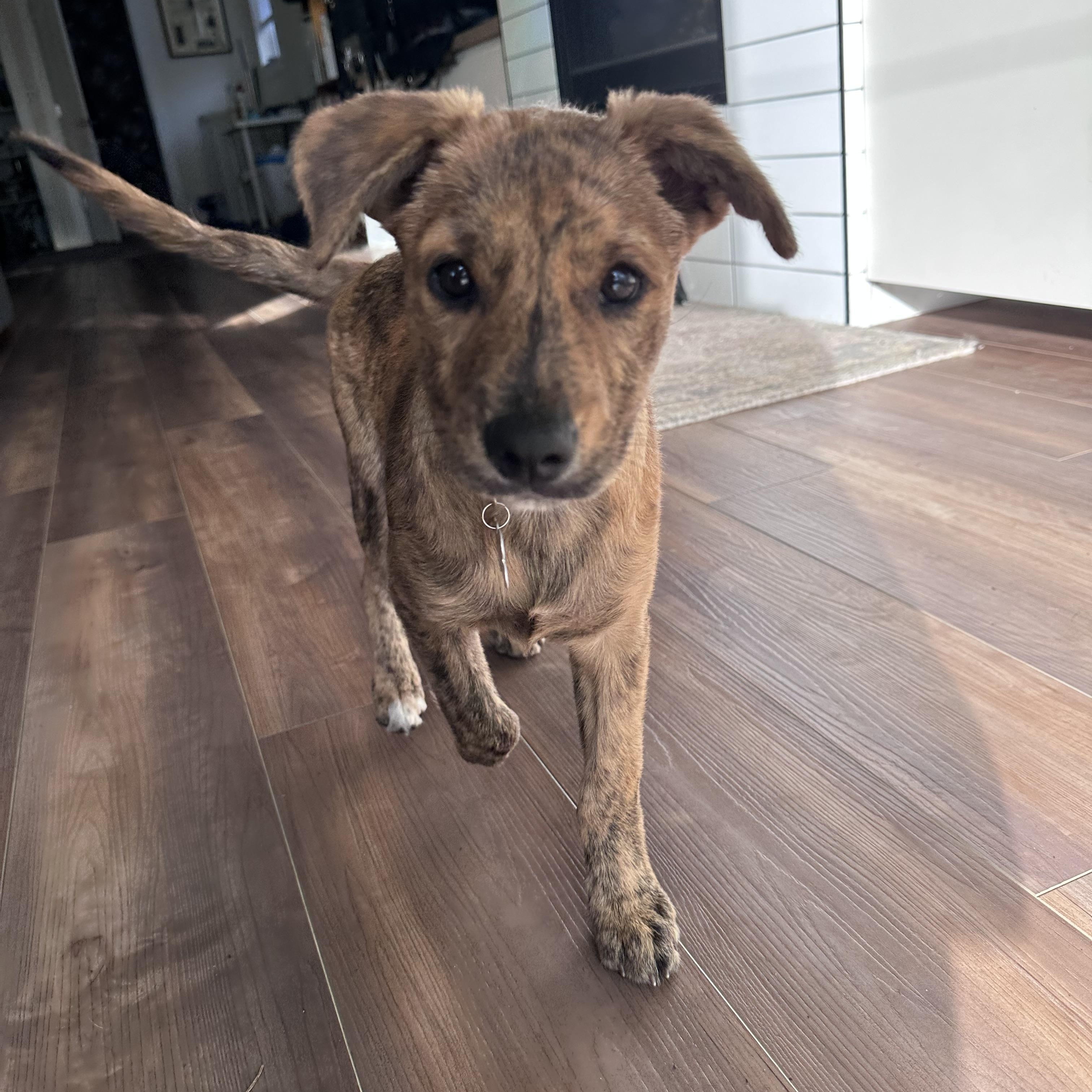 Cheese , Adoptable, Puppy Male Mixed Breed.