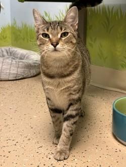 Livia, ADOPTABLE, Kitten Female Domestic Short Hair.
