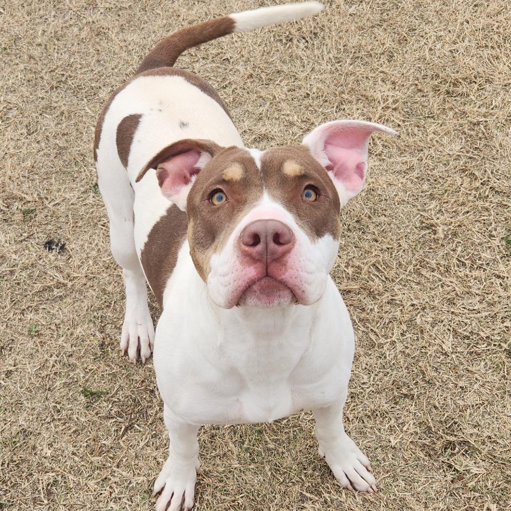Enlarge Christmas, a Adoptable Pit Bull Terrier in Norman, OK image 1/2