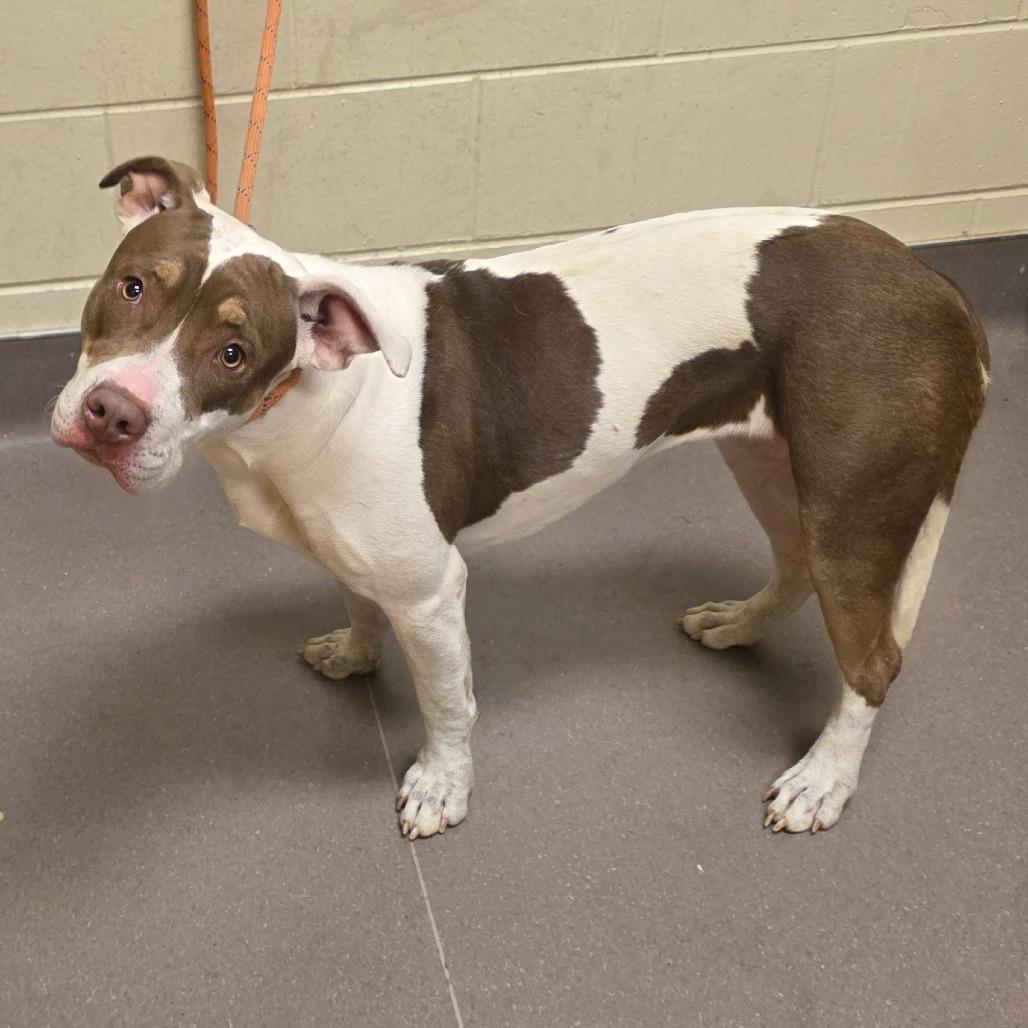 Enlarge Christmas, a Adoptable Pit Bull Terrier in Norman, OK image 2/2